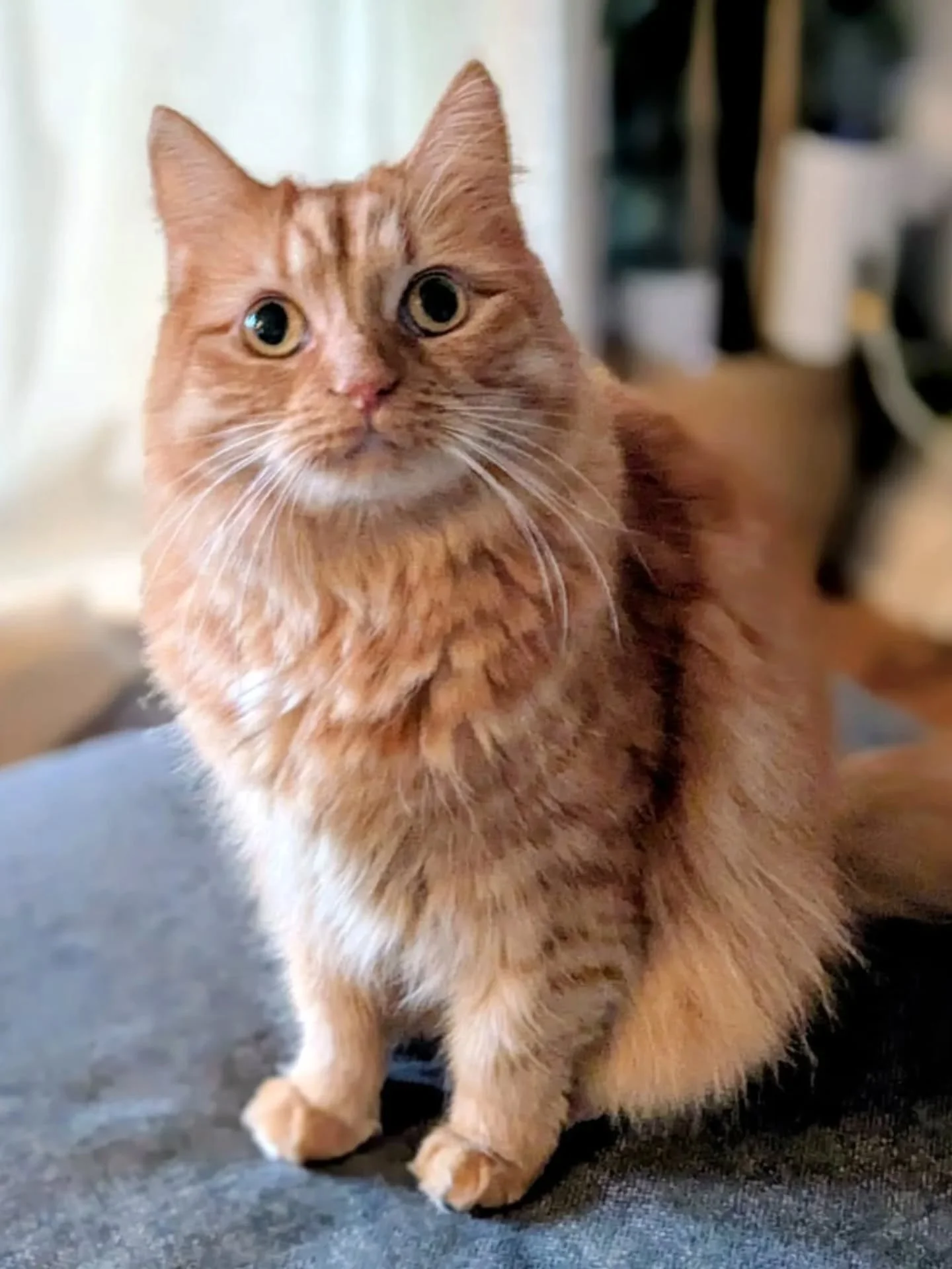 I know - everyone's thinking about new years resolutions, but I'm still trying to catch up from Christmas. So here's a little snippet of some of our Catmas Day! 
With an average 40 feeds a day last week, I can't share all the pics in one go, but migh