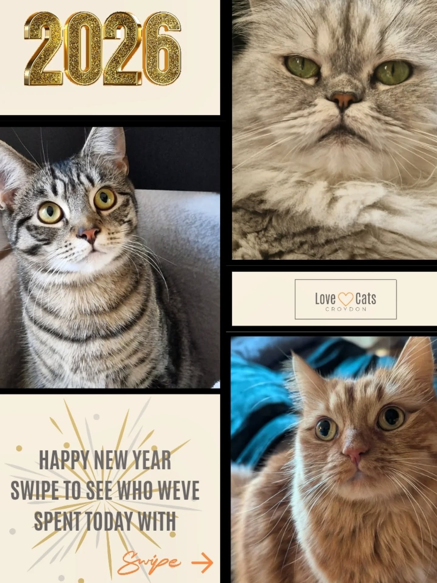 Happy New Year! WOW. 2026 has started with a bang! 🎉

4am start
22 cats (some were still partying - see slides 😹)
10 litter changes
2 broken "auto" litter boxes
2 broken "auto" feeders
6 doses of daily meds administered
7 buses
