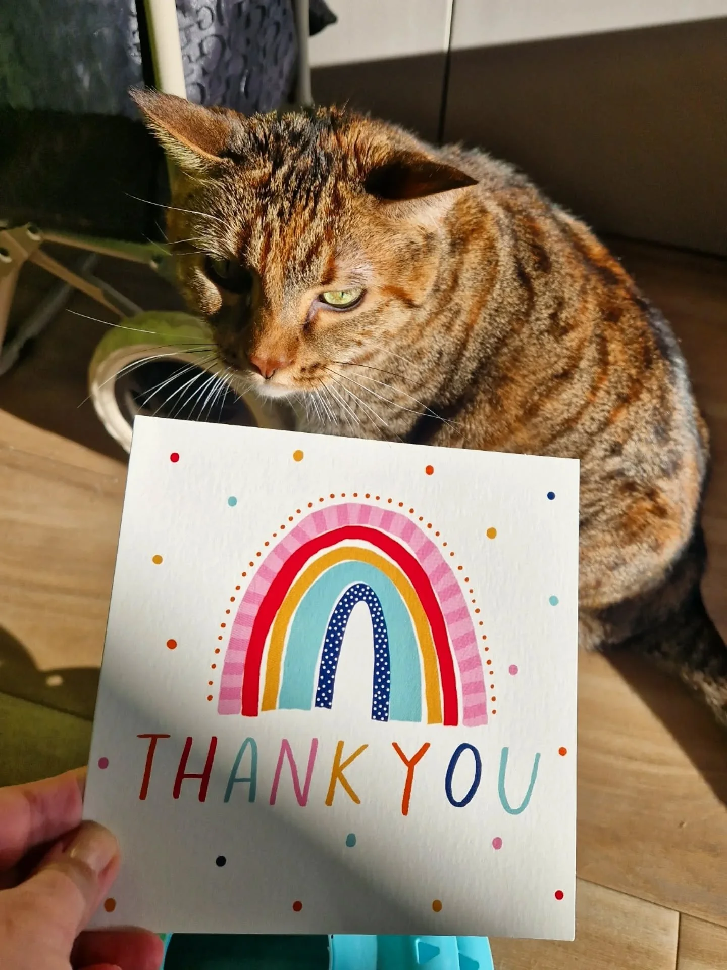Big thank you for my Thank You 😻🧡 Honestly, it means more than you&rsquo;ll ever know to feel seen and appreciated.

I love my job. I love cats. I love caring for them for you guys.
But, this work isn&rsquo;t always easy. Most days are long (18hrs)