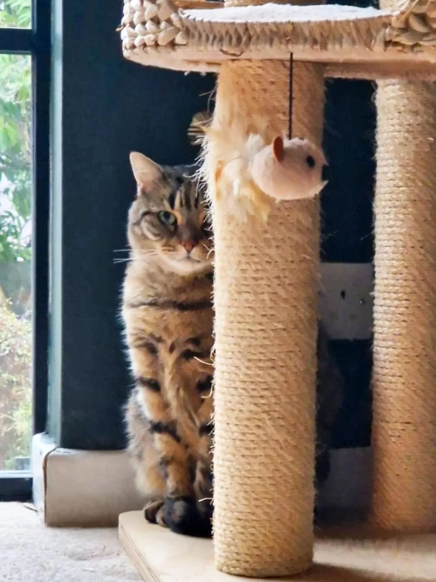 #felinefriday is dedicated to Miss Luna. Such a sweet, sweet girl. Luna has a new little sister tearing up the place at the mo, and she just likes to watch on calmly. I love her "couldn't give a sh!t" looks when the little one is going tota