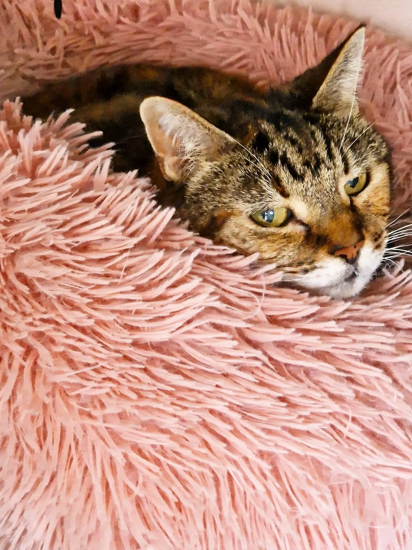 OK Juno's heard it all before - look at her face, but;
Here comes your Monday Moan (then positivity only for the rest of the week, I promise!)

I just need to pop in a little booking-process reminder, because sticking to it is the ONLY way we can kee