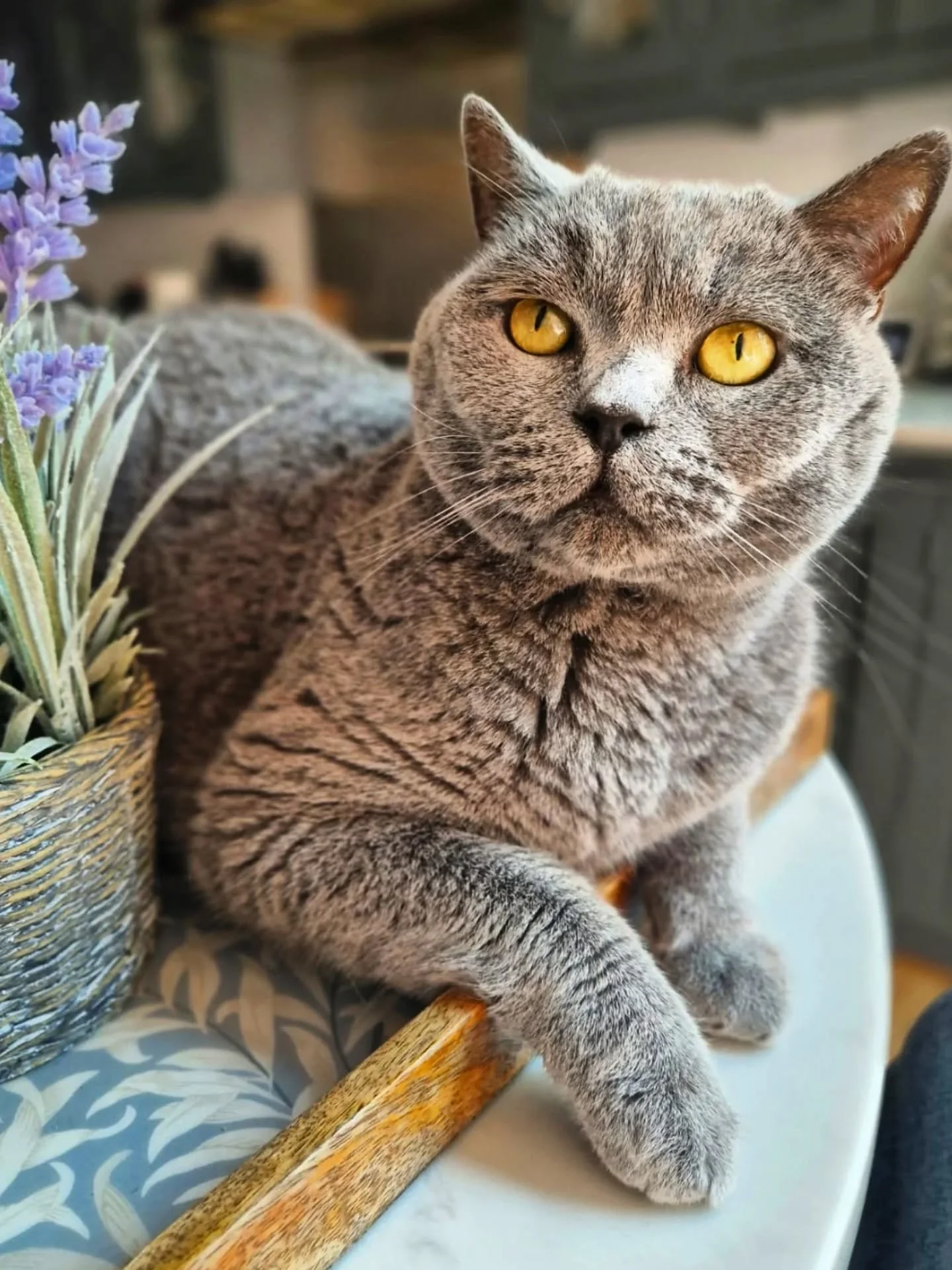 Did someone say #bluemonday ?? That means 2 things for @lovecatscroydon 

1. ITS OUR ANNUAL BLUE MONDAY EVENT DAY 💙 Interested in cats? Looking for a cat sitter? Want to join the team? How about supporting local business? And joining the raffle for 