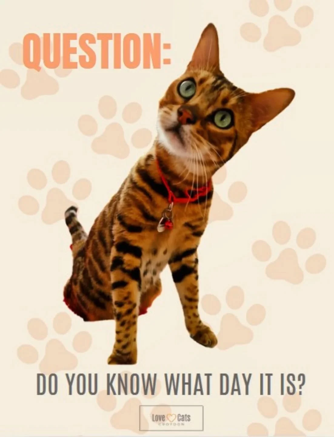 Today, Jan 22nd is ANSWER YOUR CATS QUESTIONS DAY!
Nope, didn't make it up but like to highlight it every year. Sounds like a bit of fun - totally. Any time my cat meows, my response is "I know" - just like all other cat mums, am I right?

