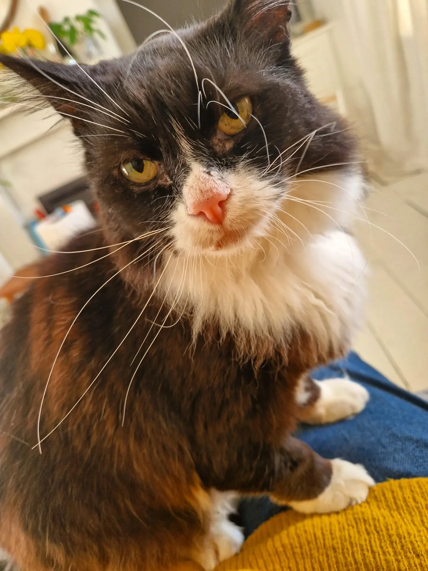 #caturday with this cutie! Finally my time to see Mr Marcus and his incredible whiskers again! LOVE this guy 🧡 Always a pleasure 😻

~~~~~~~~
Award winning Love Cats Croydon is your local, loving, professional cat sitter. We specialise in taking car