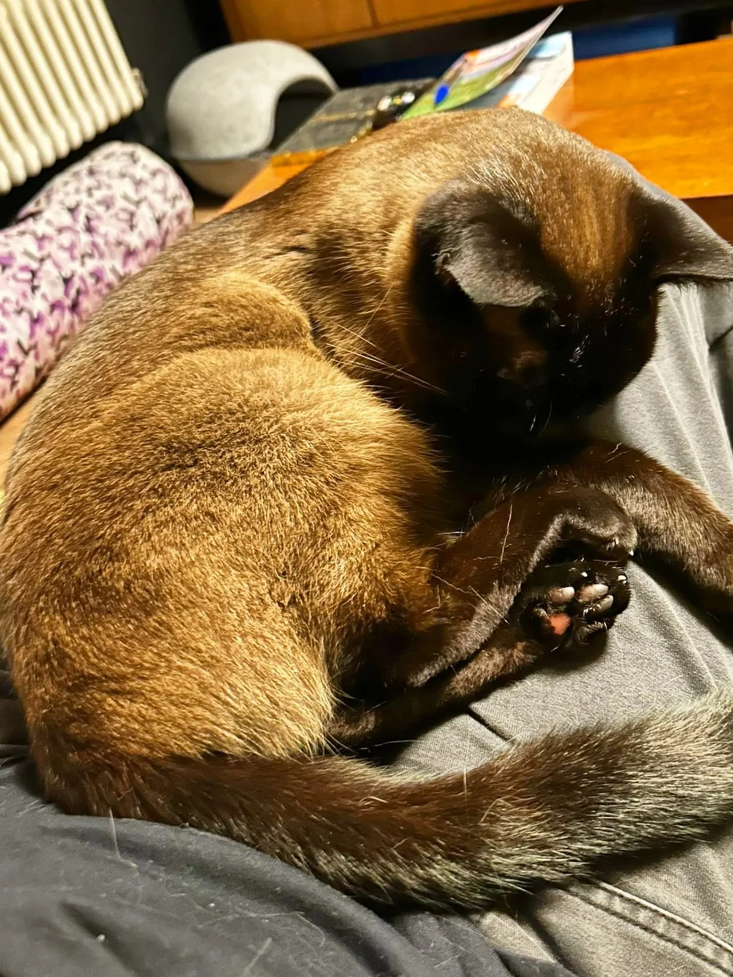 Our beautiful Twiggy 😍 She doesn't care that its Monday, she still gets her food, meds, treats and cuddles 🤗 but over here...its another gentle #mondaymoan 😹 (Getting it out means we can crack on with a positive week ahead though right?)

This Mon