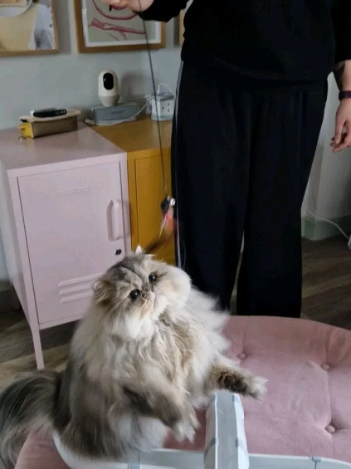 Someone's making new friends this #caturday ... who could it be? 

More news Monday! It's pretty exciting 😀 😺

~~~~~~~~
Award winning Love Cats Croydon is your local, loving, professional cat sitter. We specialise in taking care of your cats in the