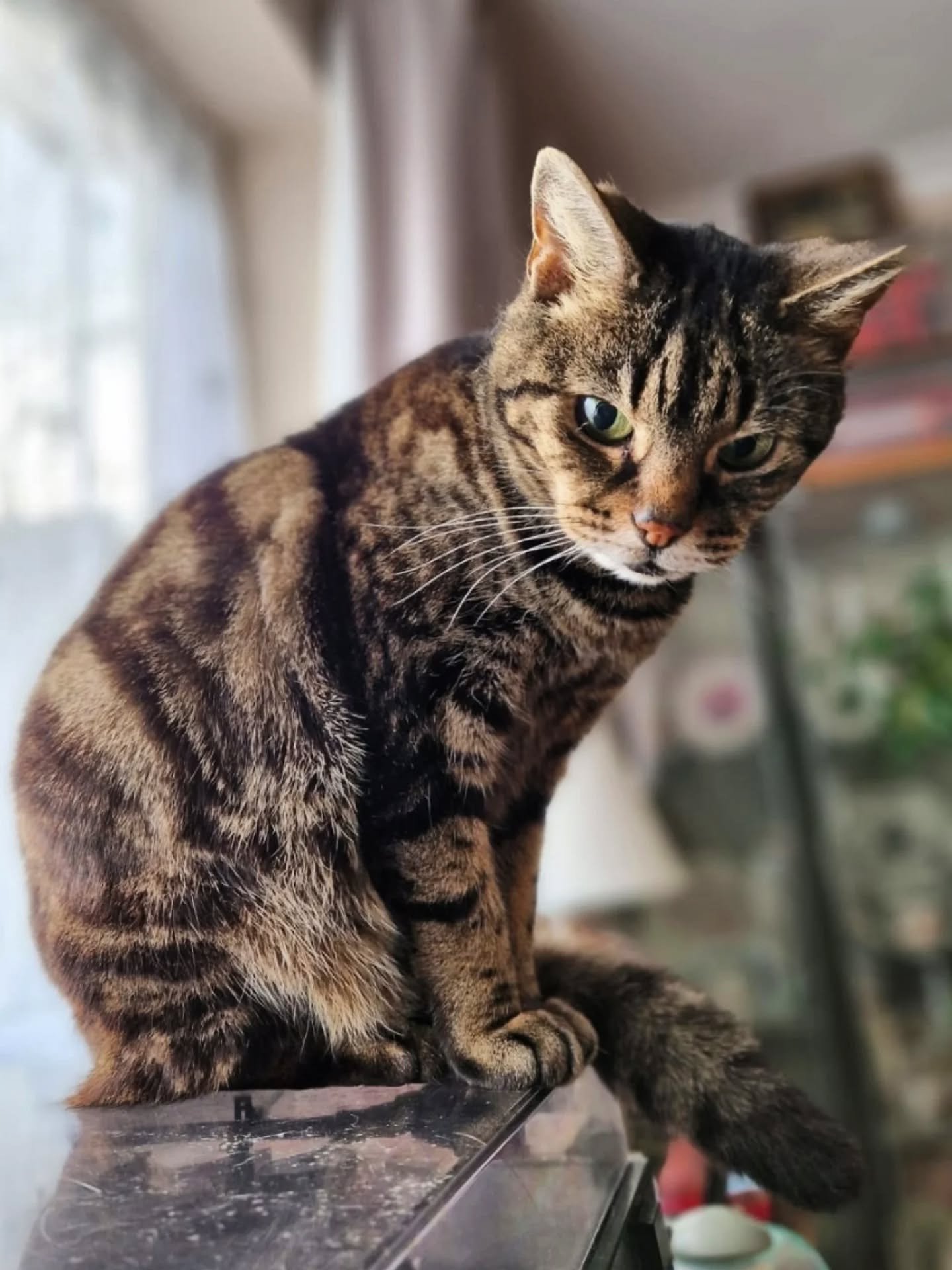 Sending lots of love out today, after hearing the very sad news that 2 beautiful babies from the same home have recently passed over the rainbow bridge 🌈😢 

Pixel and Mewsy - RIP little ones. It was a pleasure and a privilege to care for you both. 