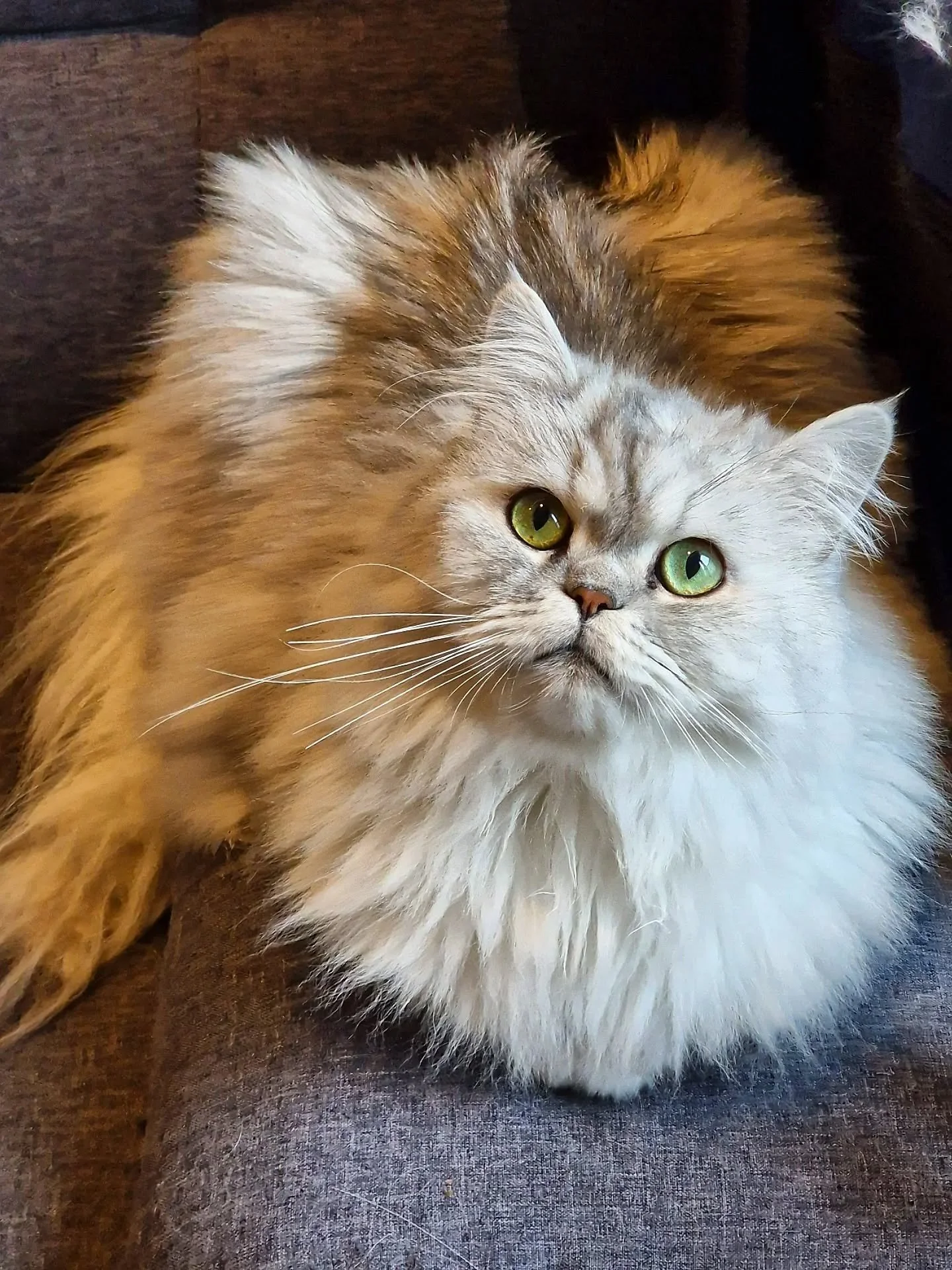 WHAT? Nope. None of these gorgeous kitty cat clients can believe it either - but you've only got 4 DAYS until #valentinesday

🧡 So, if you're planning a last-minute surprise getaway, get your catsitter booked ASAP! 

🧡 As a special Valentines treat