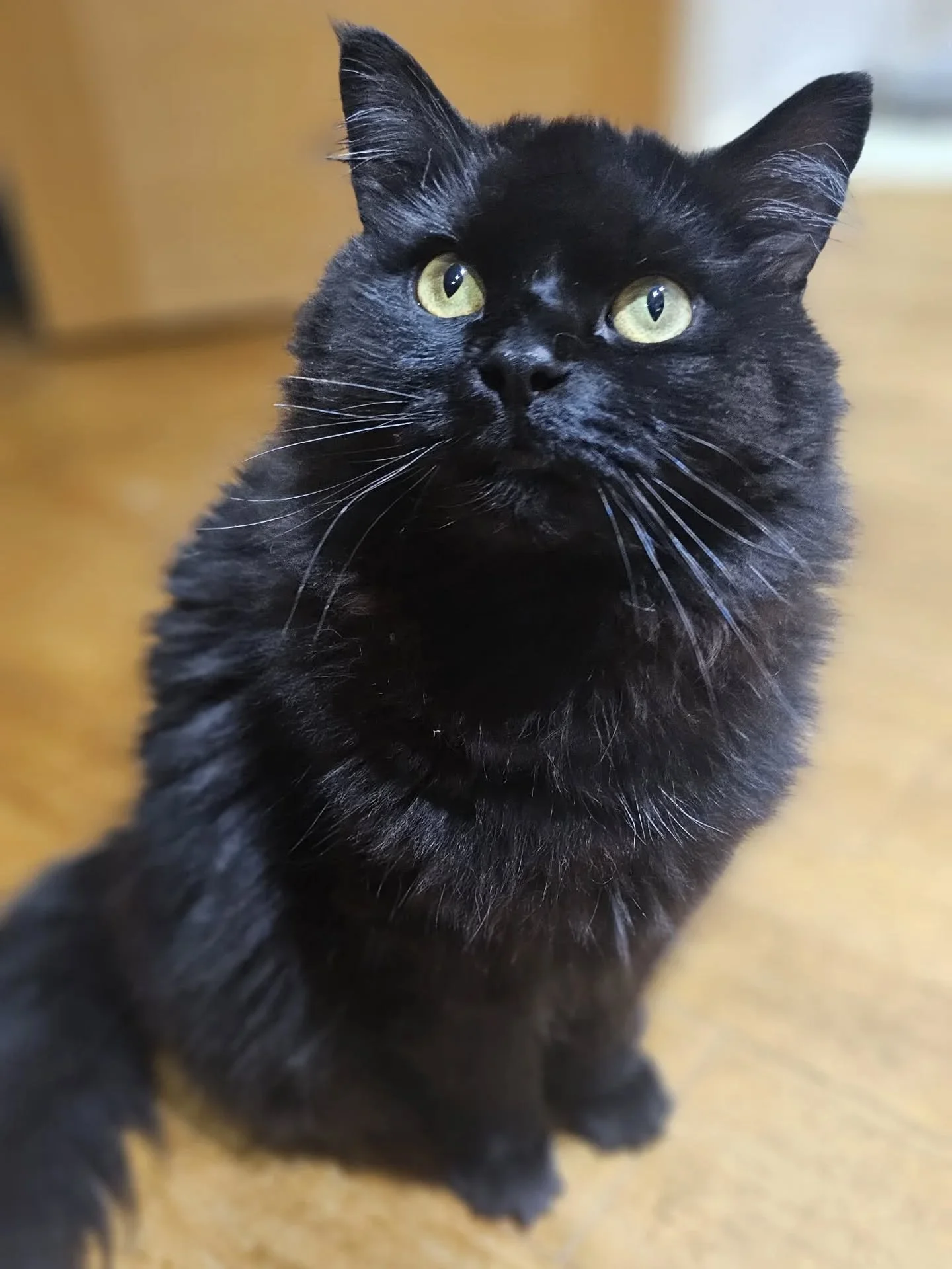 #whiskerswednesday And here are a few of them whiskers we saw today...wait for the last pic - WHAT A FACE! 😺🧡

~~~~~~~~
Award winning Love Cats Croydon is your local, loving, professional cat sitter. We specialise in taking care of your cats in the