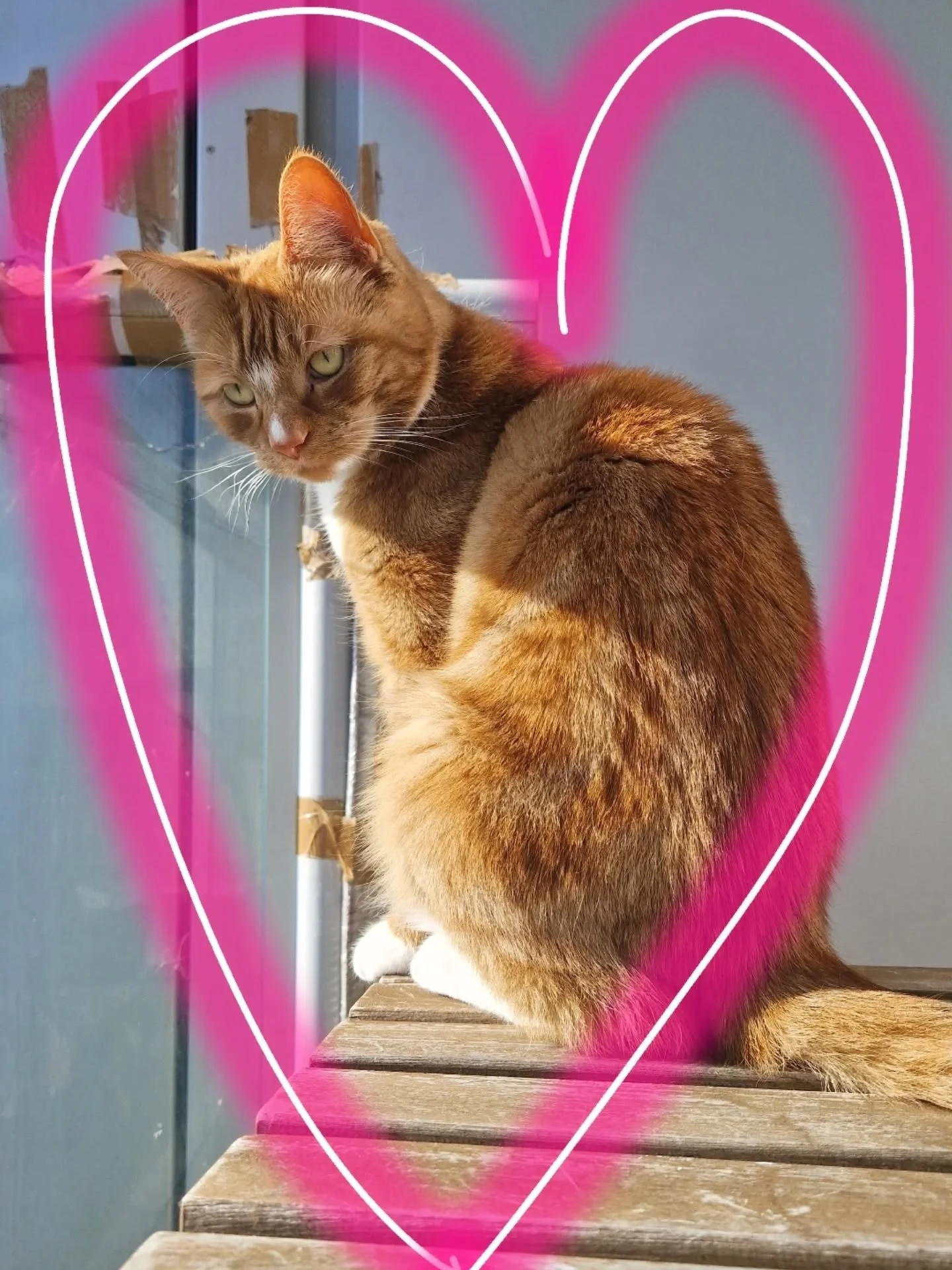 Spoilt for choice! Just a few of my beautiful boys and girls this Valentines Day ❤️ 💜 💙 💖 &hearts;️ Sending everyone the Love Cats love! 

Our busiest weekend so far this year with 15 kitties fed so far today. Love that so many of their humans are