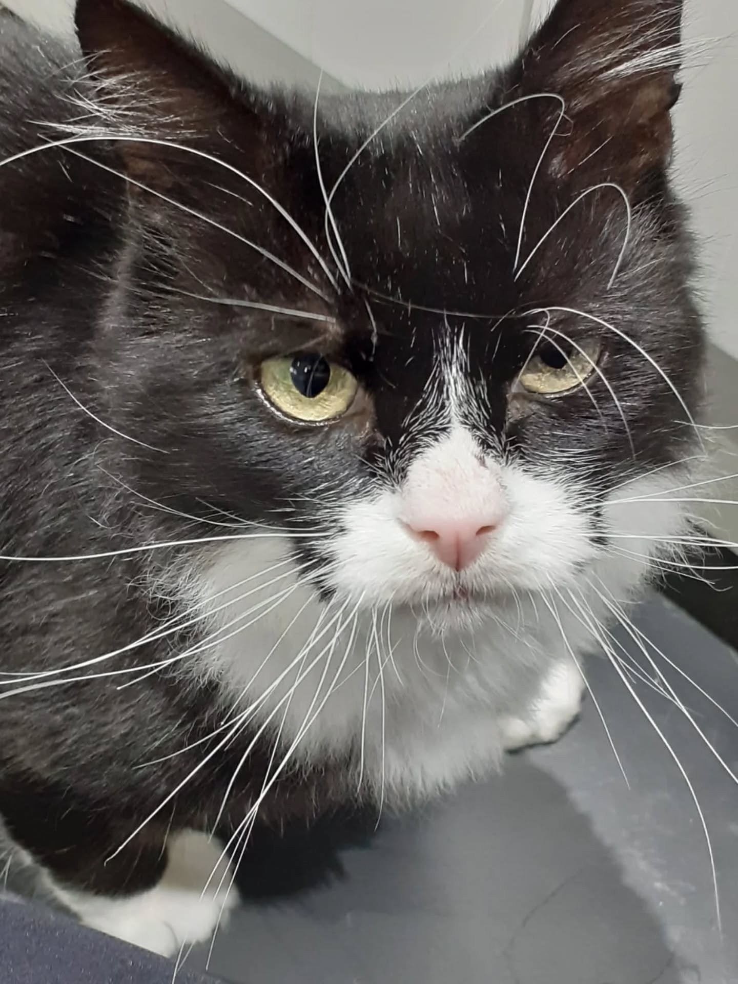 I'm struggling to write this one, but it's with a really heavy heart, we send all our love to the humans of our boy Marcus, who has sadly passed 😢 🌈

We've been visiting Marcus since 2021, I first met him on my birthday back then if I remember righ