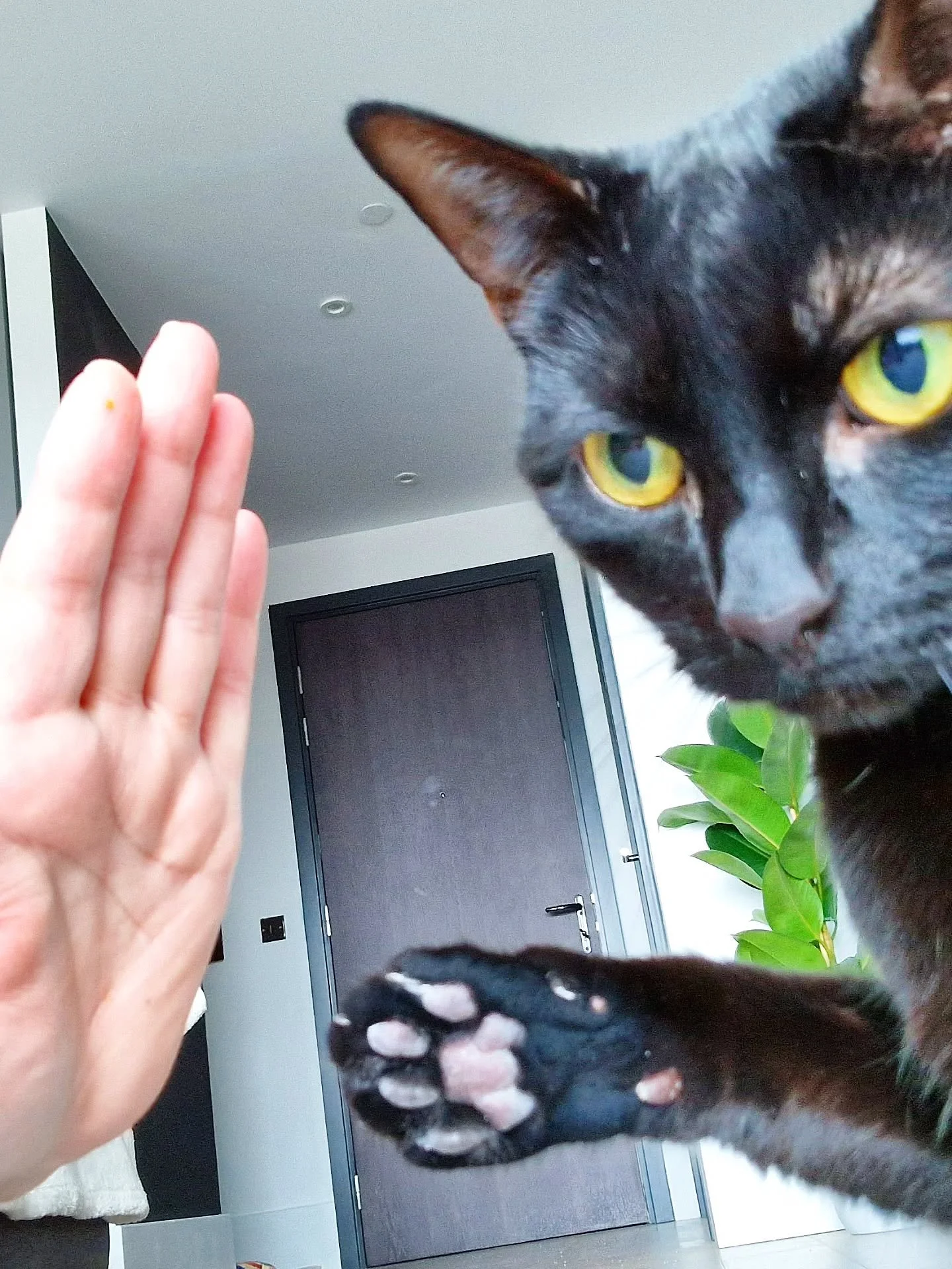 Back through the archives again today...who says you can't train cats? High-fives for treats. Go on then! Such a clever kitty cat ✋️🙏🐈&zwj;⬛️

~~~~~~~~
Award winning Love Cats Croydon is your local, loving, professional cat sitter. We specialise in