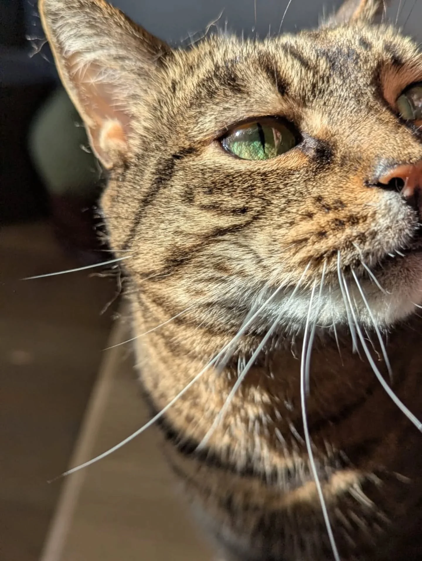 Morning! First day of MARCH! First day of meteorological spring! 🌼 Here's some of our recent kitty clients enjoying the tiny burst of springtime sunshine we've seen this week! ☀️😎🔆 Have your fur babies been lapping up the sunshine too? 

~~~~~~~~

