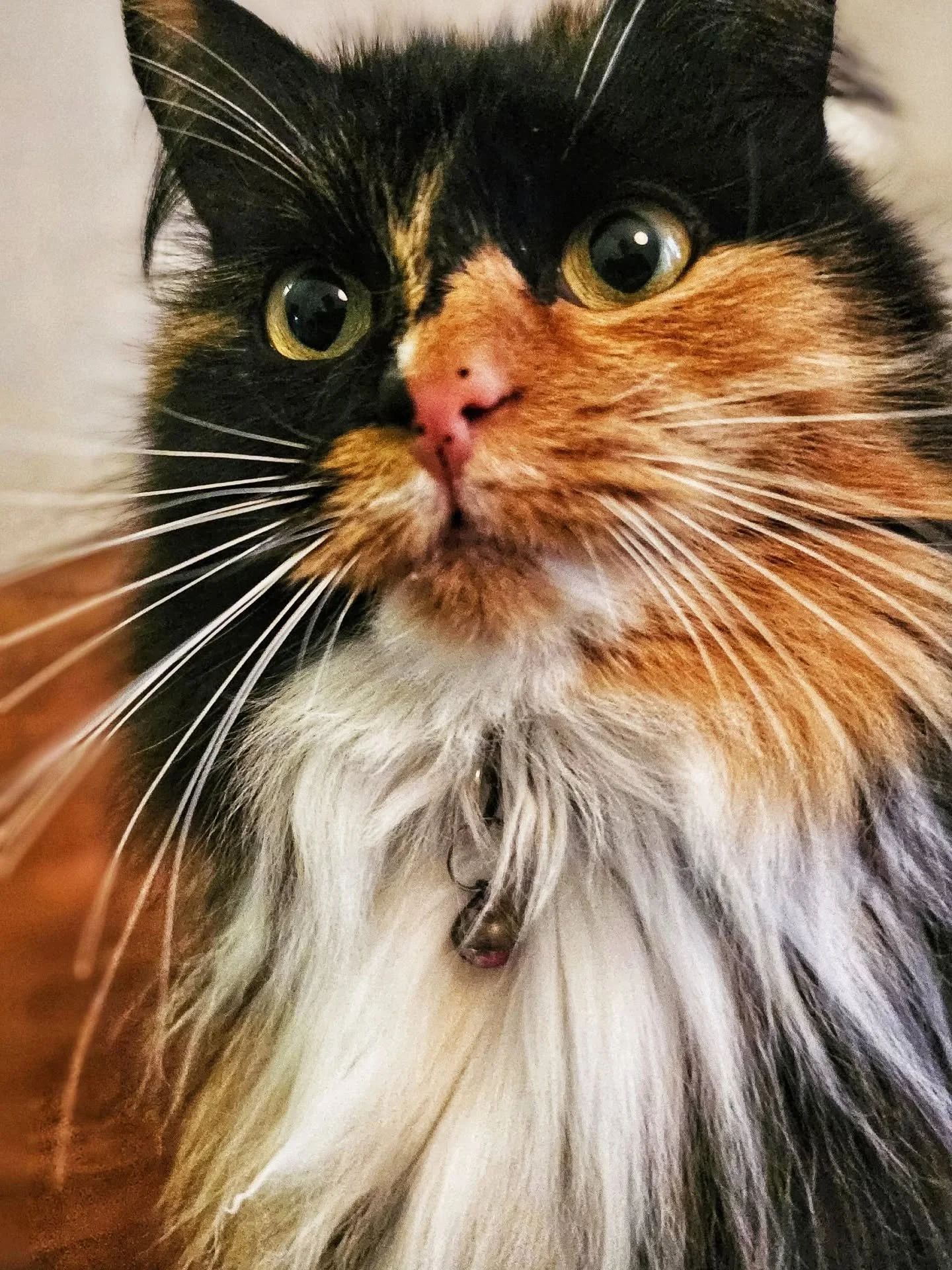 Hey, happy Monday. Did you know this week is...
#professionalpetsittersweek 😻💪🧡

Miss Pinda is here to let you know that:

A UK professional pet sitter:
🐈&zwj;⬛️Operates a 'real' business
🐈&zwj;⬛️Carries adequate insurance
🐈&zwj;⬛️Uses written 