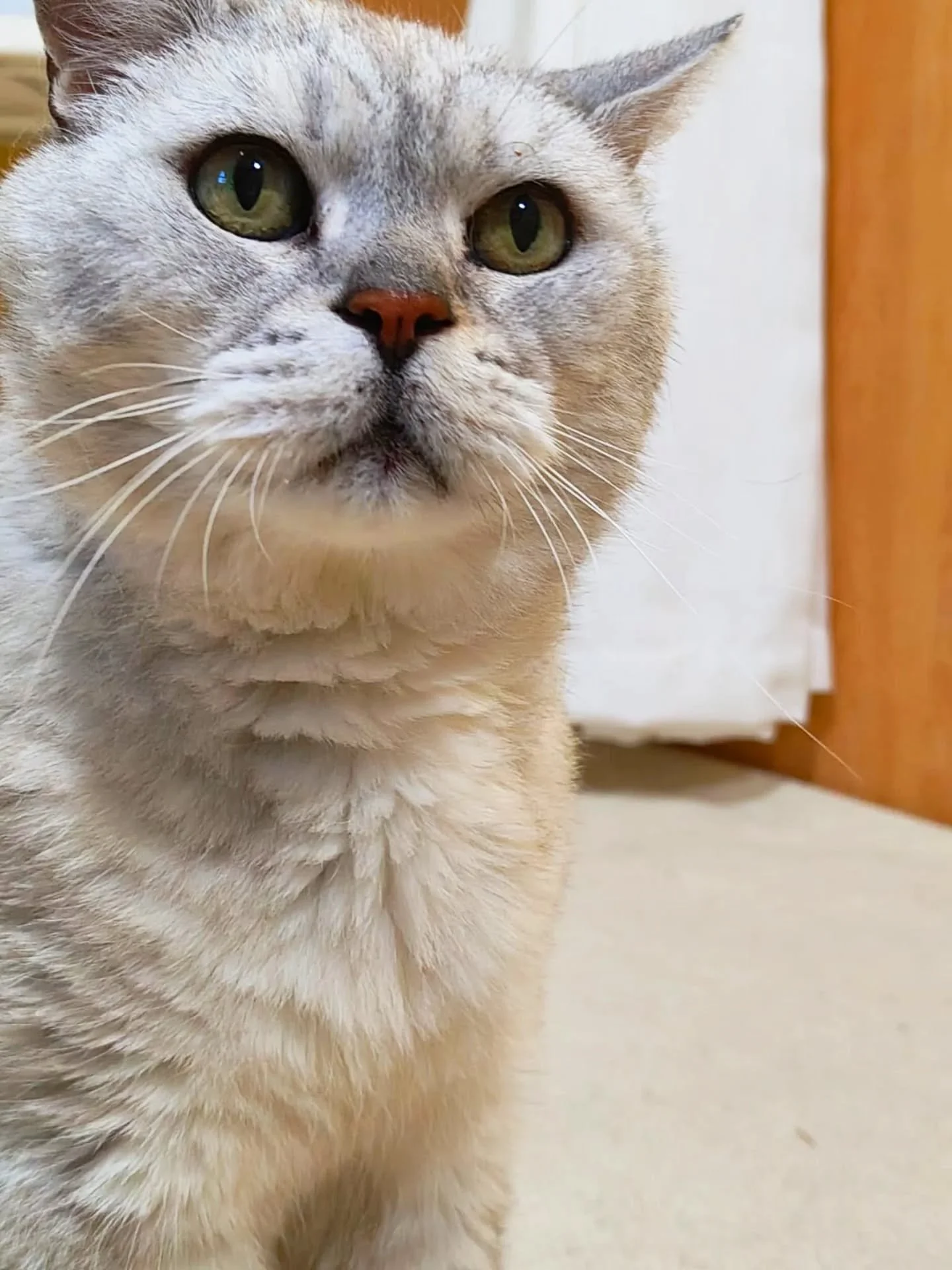 A little sad news to share today, that we have recently lost another beautiful baby after his health took a turn for the worse 😢 🌈  Our sitter Ameena was lucky enough to care for this gentleman most recently. Such a gentle old boy who loved to come