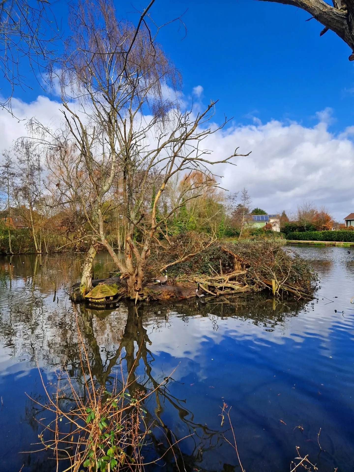 #ilovemyjob 

Because;

A) Cats
B) Walking between cat sitting visits on days like this!
C) Seeing these kind of scenes when walking between cat sitting visits on days like this!

☀️🦆🏞 Spring is springing!

~~~~~~~~
Award winning Love Cats Croydon 