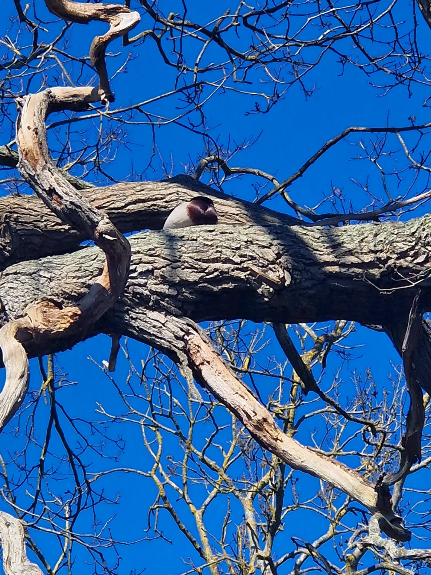 After an incredible 17hr work day yesterday, and just 3hrs sleep last night, I gave myself a little time and space this morning. And what a morning! ☀️

Who knew I'd spot a duck🦆in a tree and an enormous disco ball in an outdoor coffee shop? ✨️

Wil