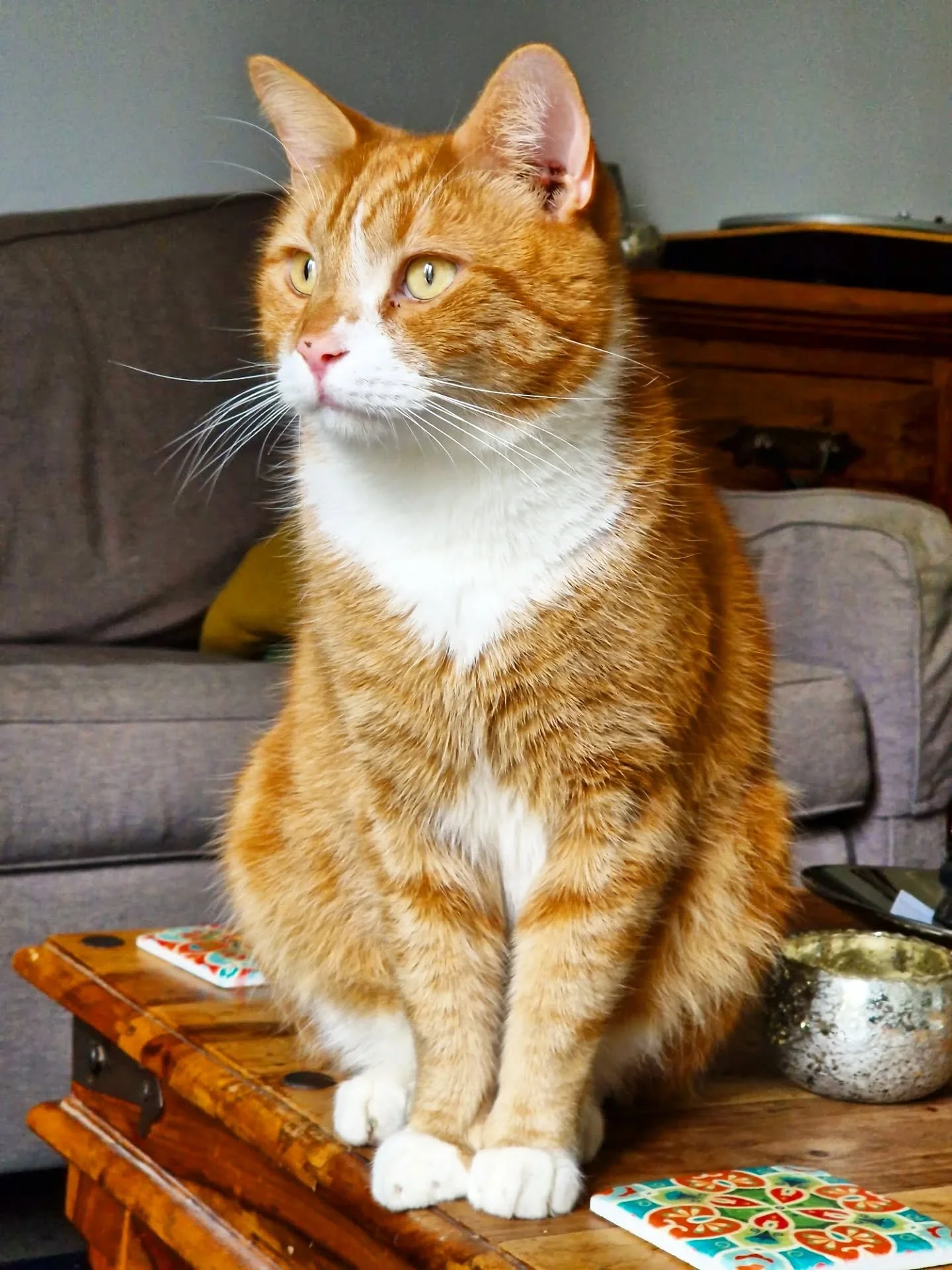Oh hi handsome 😘 What a boy! The beautiful Percy topping up his orange cat glow in the sunshine this week!  Such a gorgeous chap, do you agree? 😻🧡

~~~~~~~~
Award winning Love Cats Croydon is your local, loving, professional cat sitter. We special