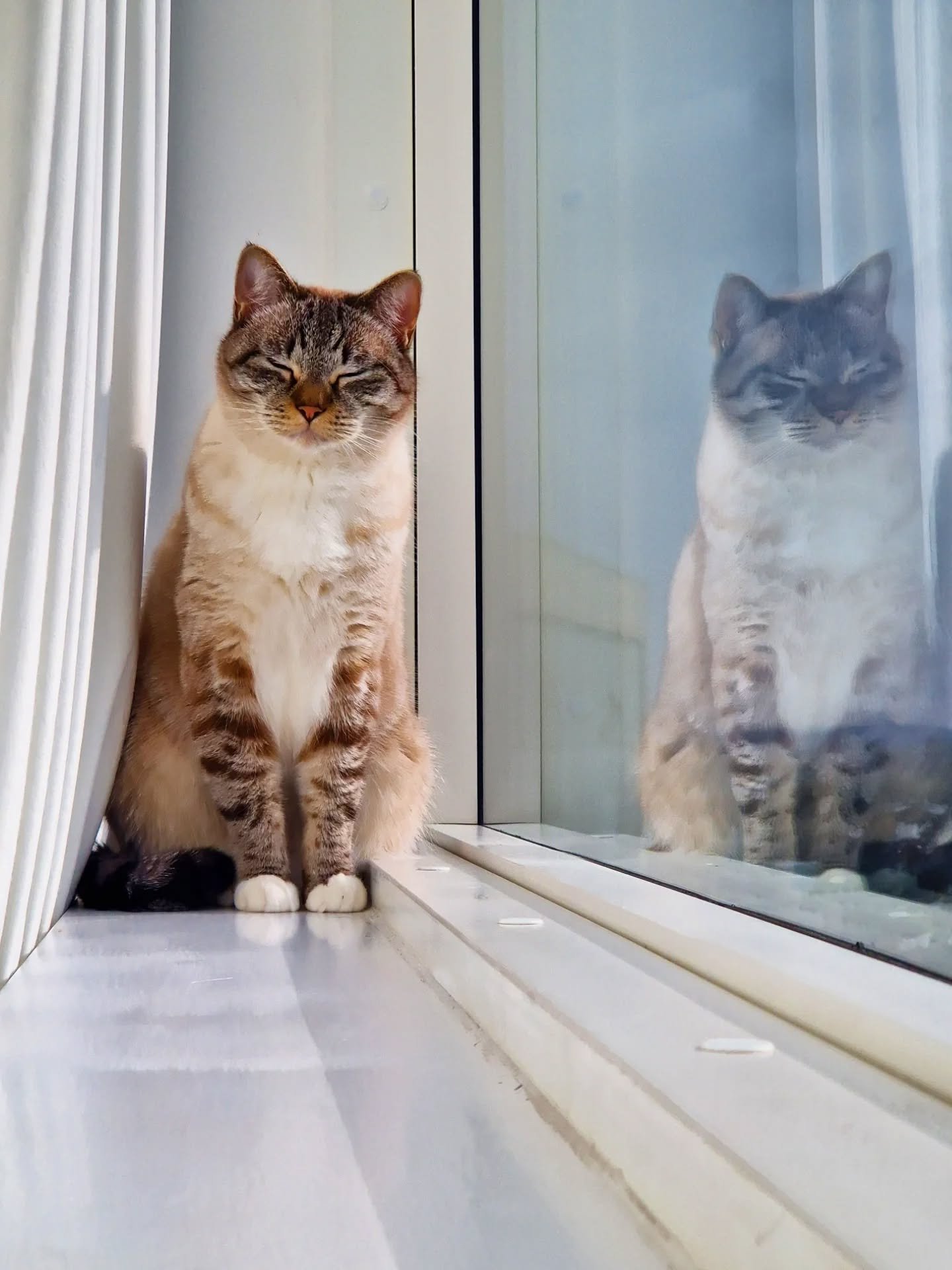 Sneaky #twofortuesday Can you tell why?
Just the one gorgeous boy smiling in the sunshine, and his beautiful reflection of course! 😻🧡

~~~~~~~~
Award winning Love Cats Croydon is your local, loving, professional cat sitter. We specialise in taking 