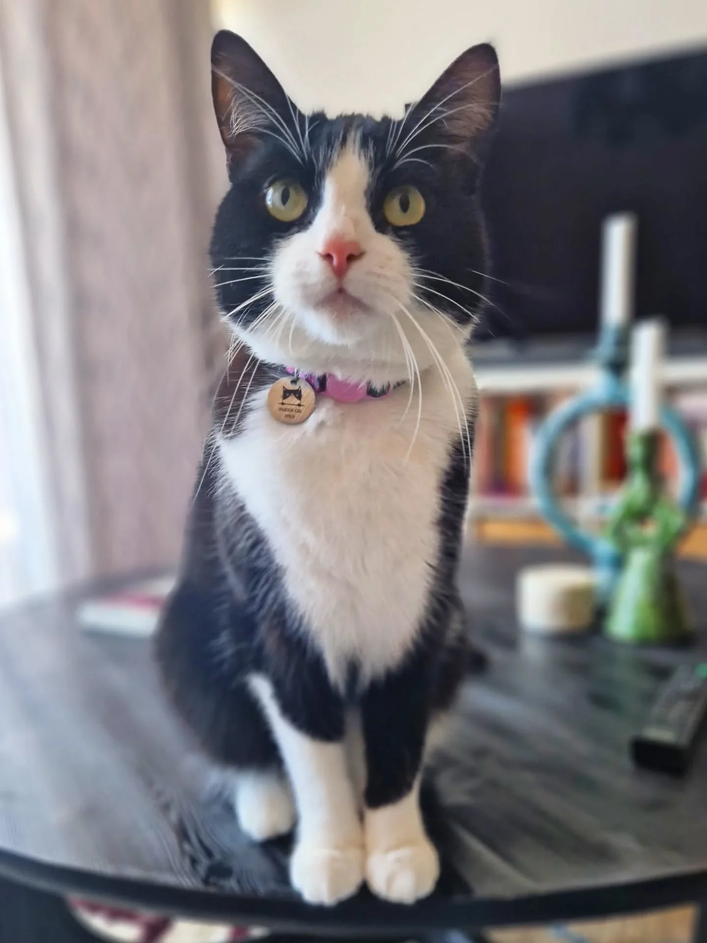 Apparently, today was for black and white cats! Tuxedo cats and Cow cats! 🐄 🐮 Also, today (and a lot of this week) has been all about new clients! How exciting! 😃 Loving this - spring has sprung with at least 2-3 new enquiries a day! 

Keep them c