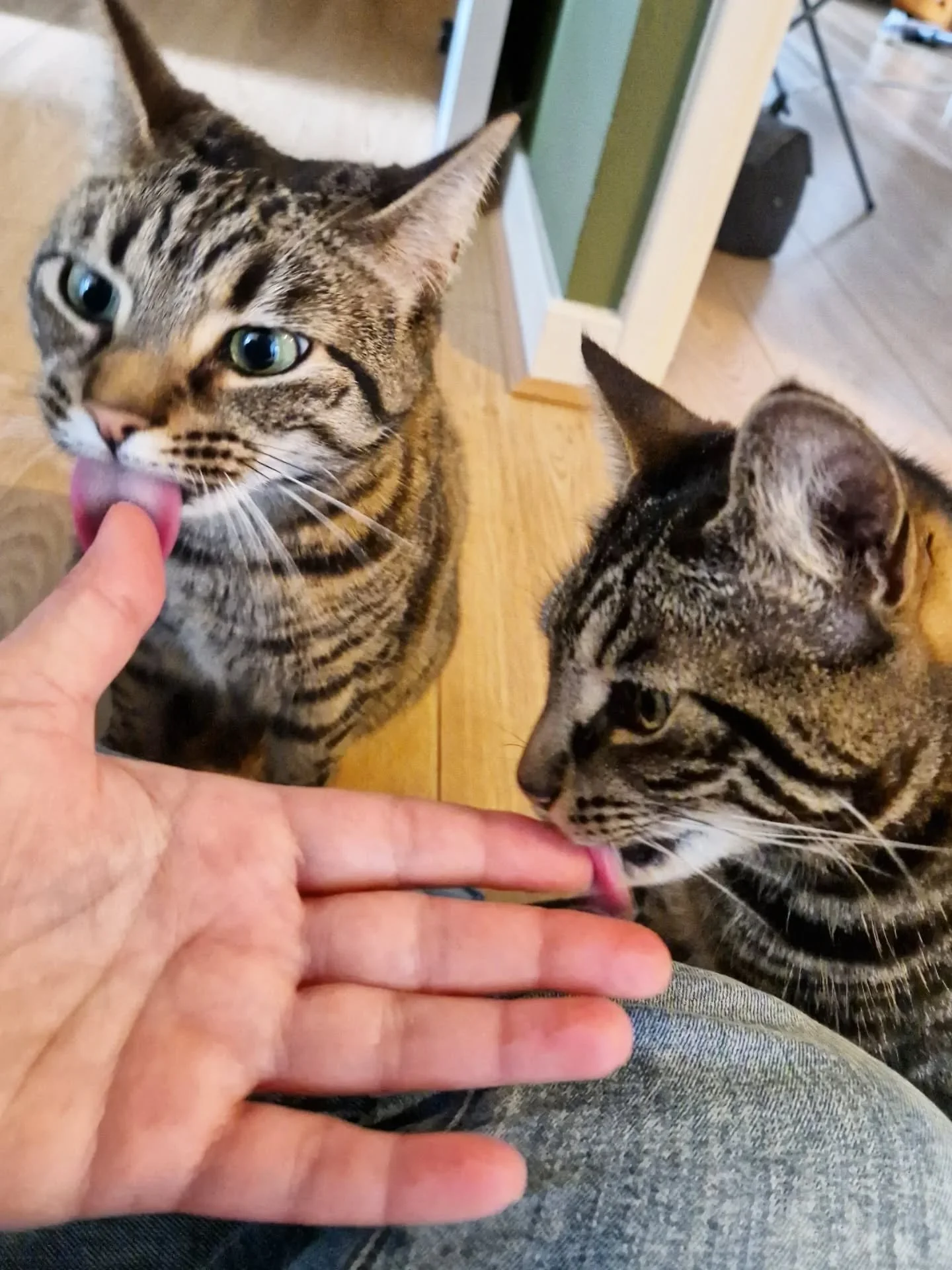 #twofortuesday - cleaning up after treat time!
AND a quick reminder, tomorrow is my DAY OFF. So excited 😁🤪 Popping the out of office on!  Will get back to all emails I didn't get to today, when I'm back online Thursday! 
See you on the other side!
