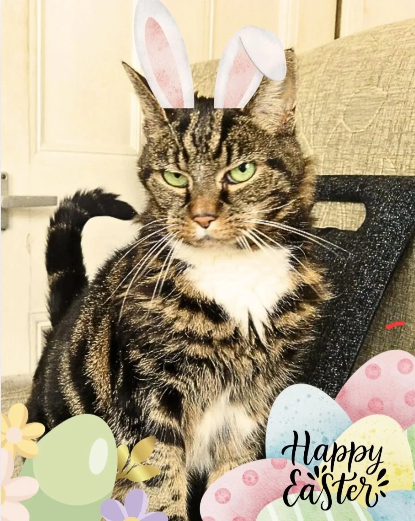 Happy Easter from Love Cats Croydon&rsquo;s cutest little &ldquo;bunnies&rdquo; &hellip; although those ears are fooling absolutely no one 🐰😸🧡

~~~~~~~~
Award winning Love Cats Croydon is your local, loving, professional cat sitter. We specialise 