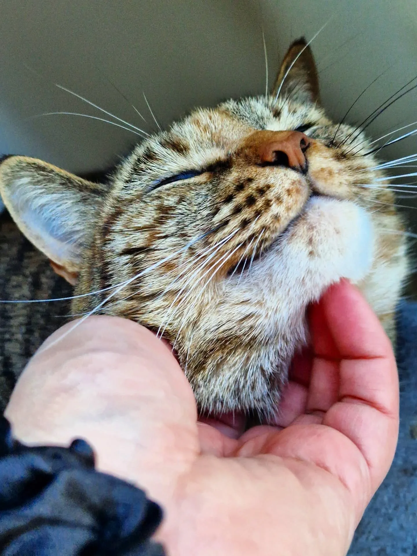 I'm quite sure that's a cat smiling 😻 Defo enjoying her bank holiday cat sit 🧡 Such a gorgeous girl 😍

~~~~~~~~
Award winning Love Cats Croydon is your local, loving, professional cat sitter. We specialise in taking care of your cats in their own 