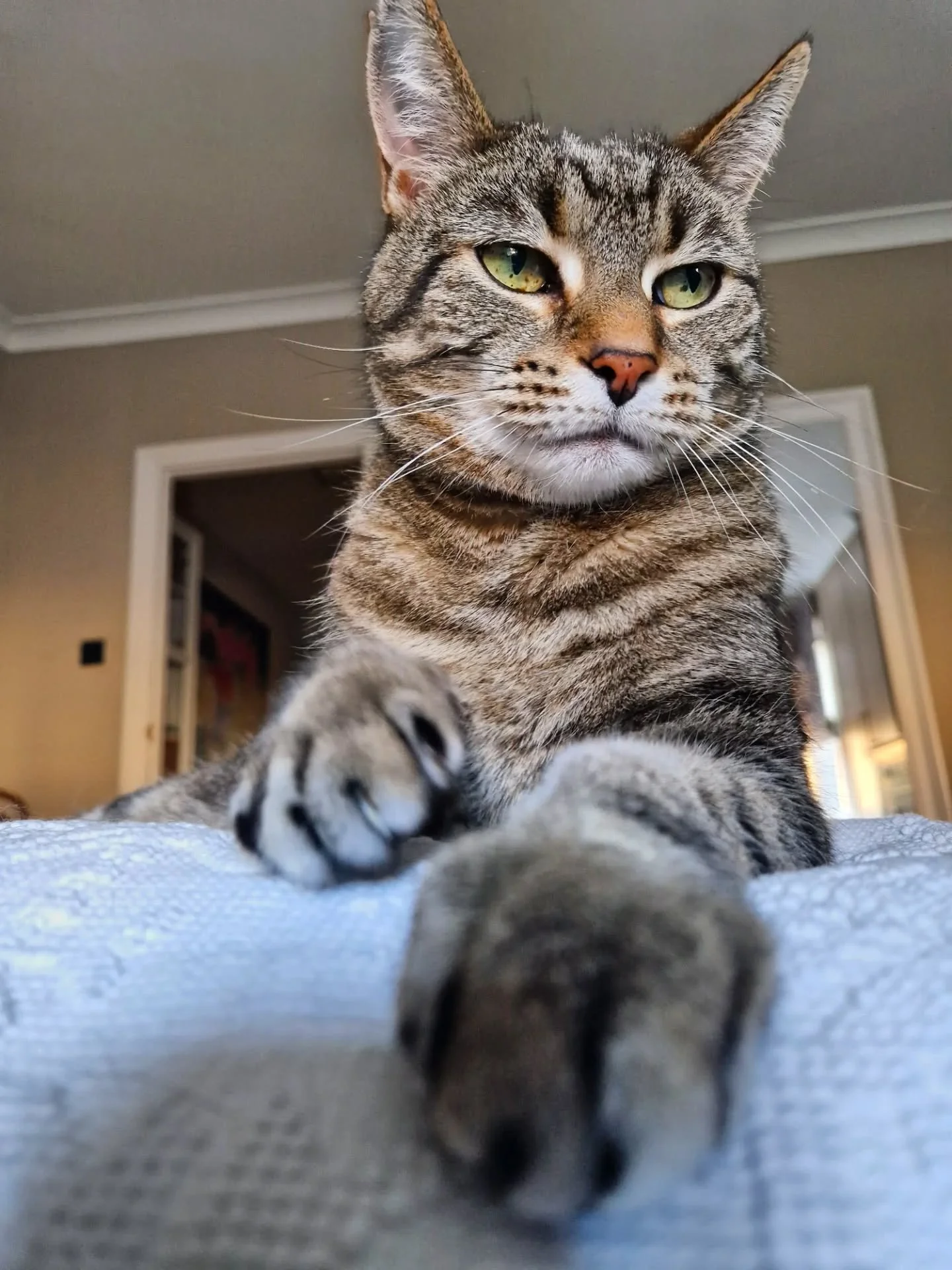 Just a little recap of some more of our Easter fluffs! There were so many others and the girls have been out helping too. So many fluffy faces to celebrate. Easter is our 2nd busiest week after Xmas...preparing us for the summer madness to come! 😊🧡