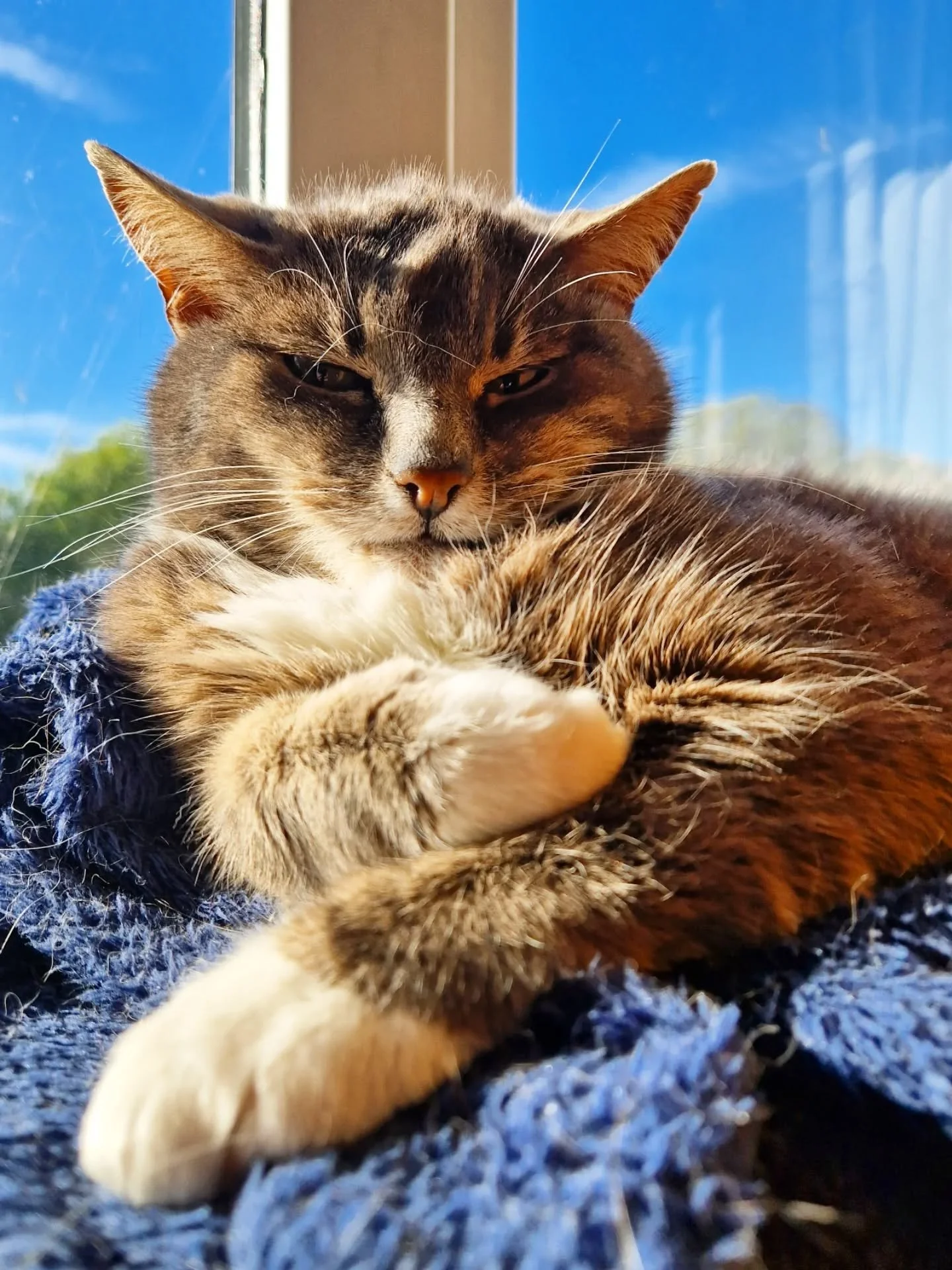 Meet Mia &ndash; the boss. The REAL boss (can you tell?)

Mia says, she loves the sunshine and being brought her breakfast in bed.

Mia says, if you want the same standard of care for your kitty cats too - you should pay your invoices on time!

And b