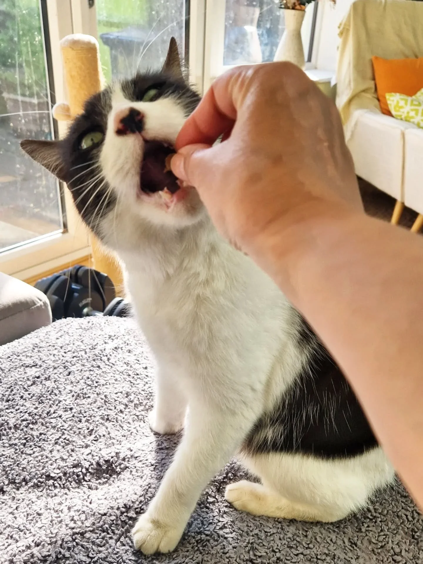 When a wonderful morming catsitting Gizmo, with treats and playtime, belly rubs and sunshine, hand holding and head bumps - comes to an abrupt end cos his mate calls round to see if he can come out to play! 

*Scroll to last slide to see Gizmo and hi