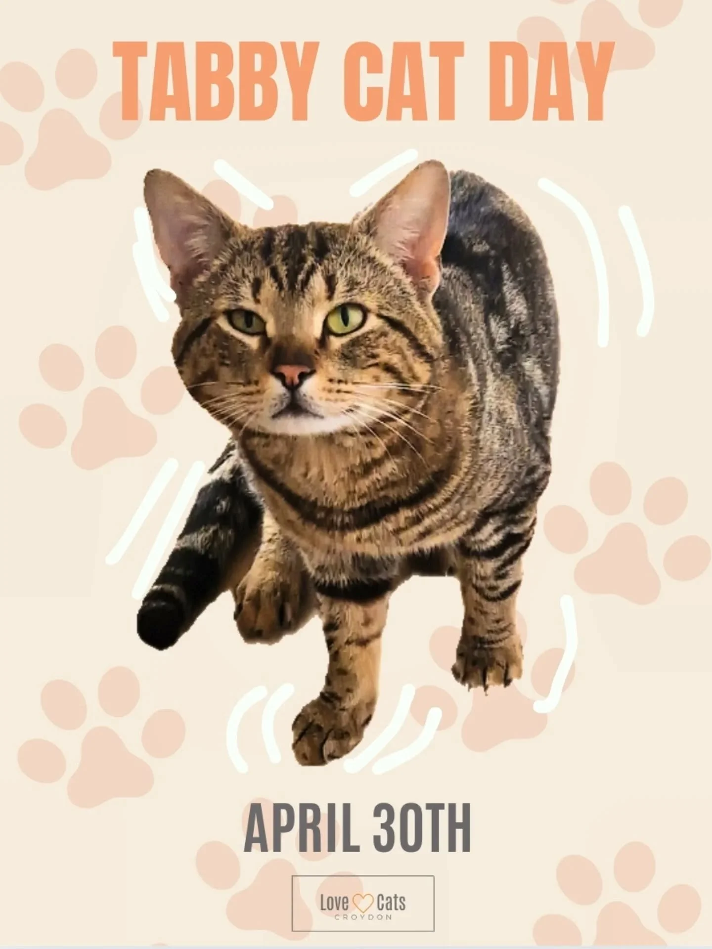 Happy #tabbycatday You know they're not as common as you may think! We haven't actually catsat too many tabby cats this year, but here are a few of the beautiful tabby faces we have seen! 😸🧡

And how do we know they're true tabby cats?
It's the dis