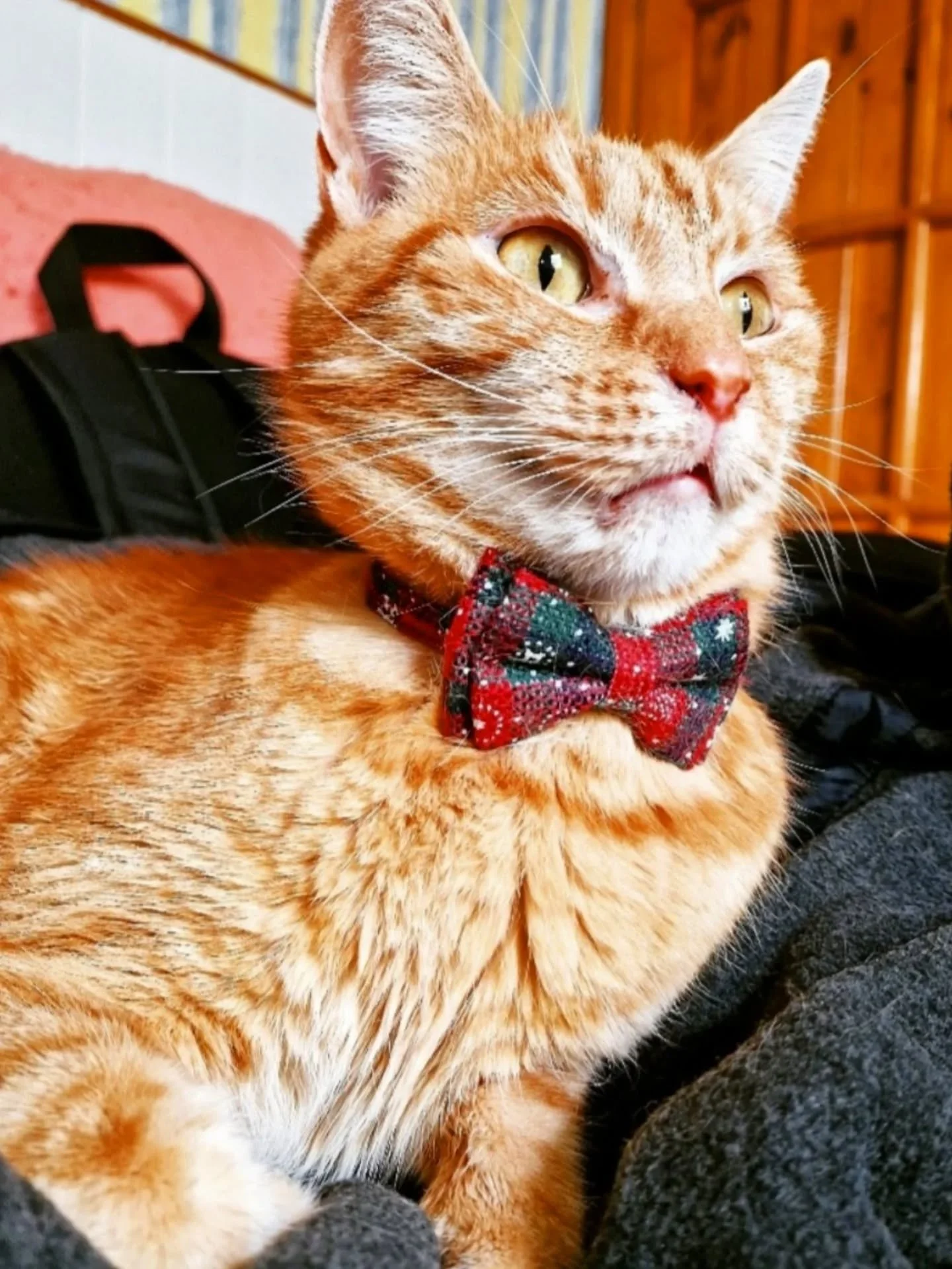 Very sad to say, on Sat 2nd May, my boy Crumpet had to go to sleep for the final time.

He was the strongest, most resilient baby boy ever and taught me so so much. But one day after we celebrated his 7yrs home here, it was clear he started to strugg