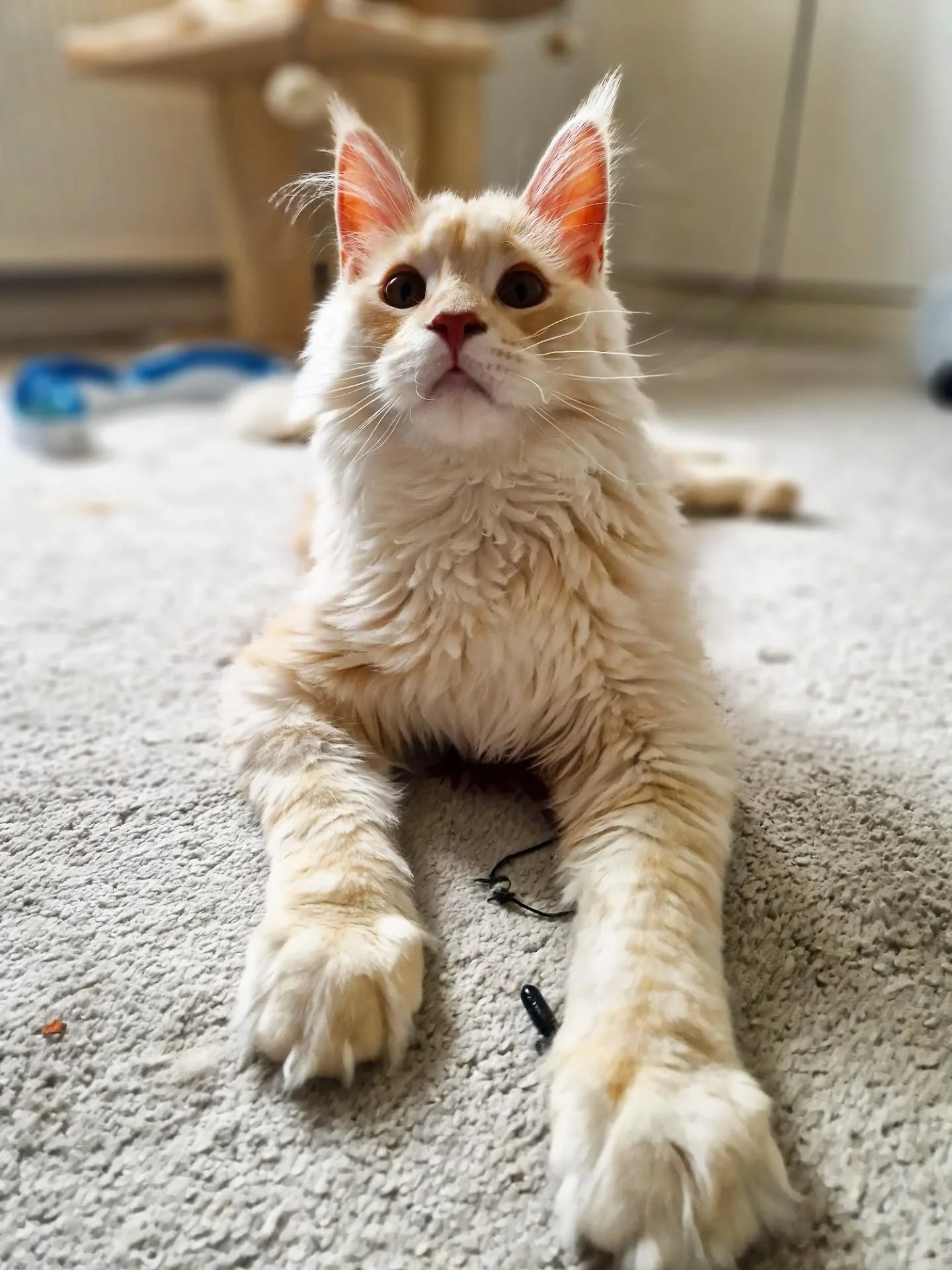 Maine Coon Mondays! And a Maine Coon kitten at that! Beautiful baby boy Kimba. Butter wouldn't melt - look at that cutie 🧡

~~~~~~~~
Award winning Love Cats Croydon is your local, loving, professional cat sitter. We specialise in taking care of your