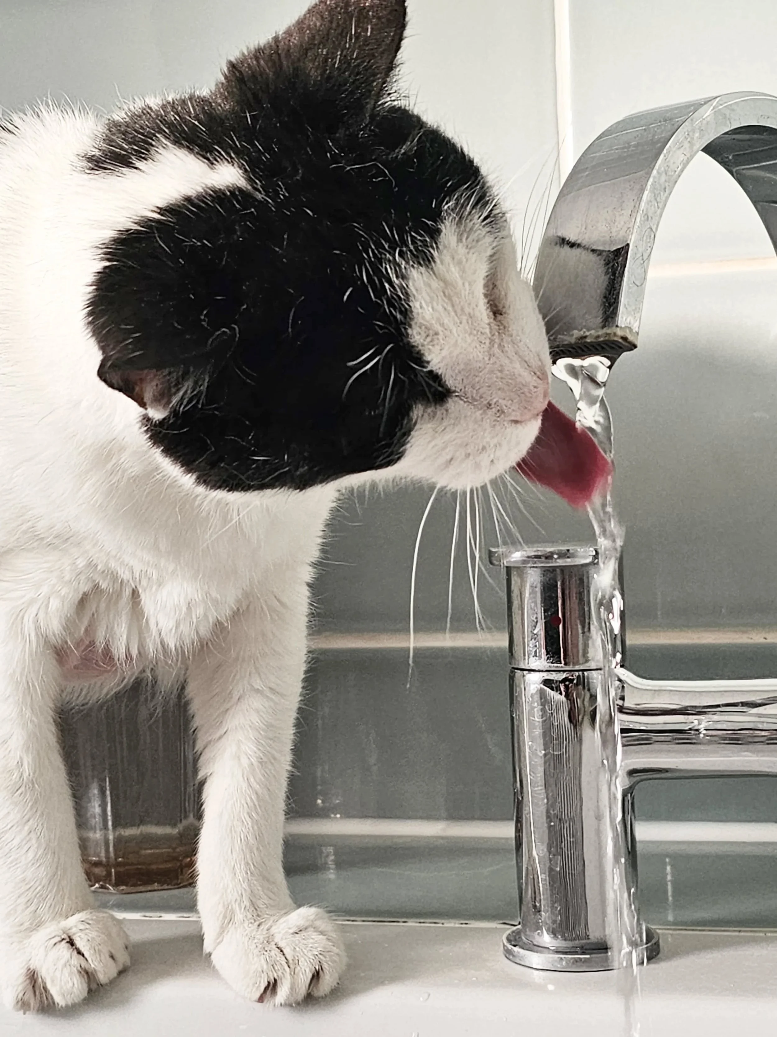 As the heatwave continues this week, please let your catsitter know if they can do anything extra to keep your cat comfortable. So far this morning I've seen 5 indoor cats in an unventilated one room apartment and I'm not happy. It was almost 35 degr