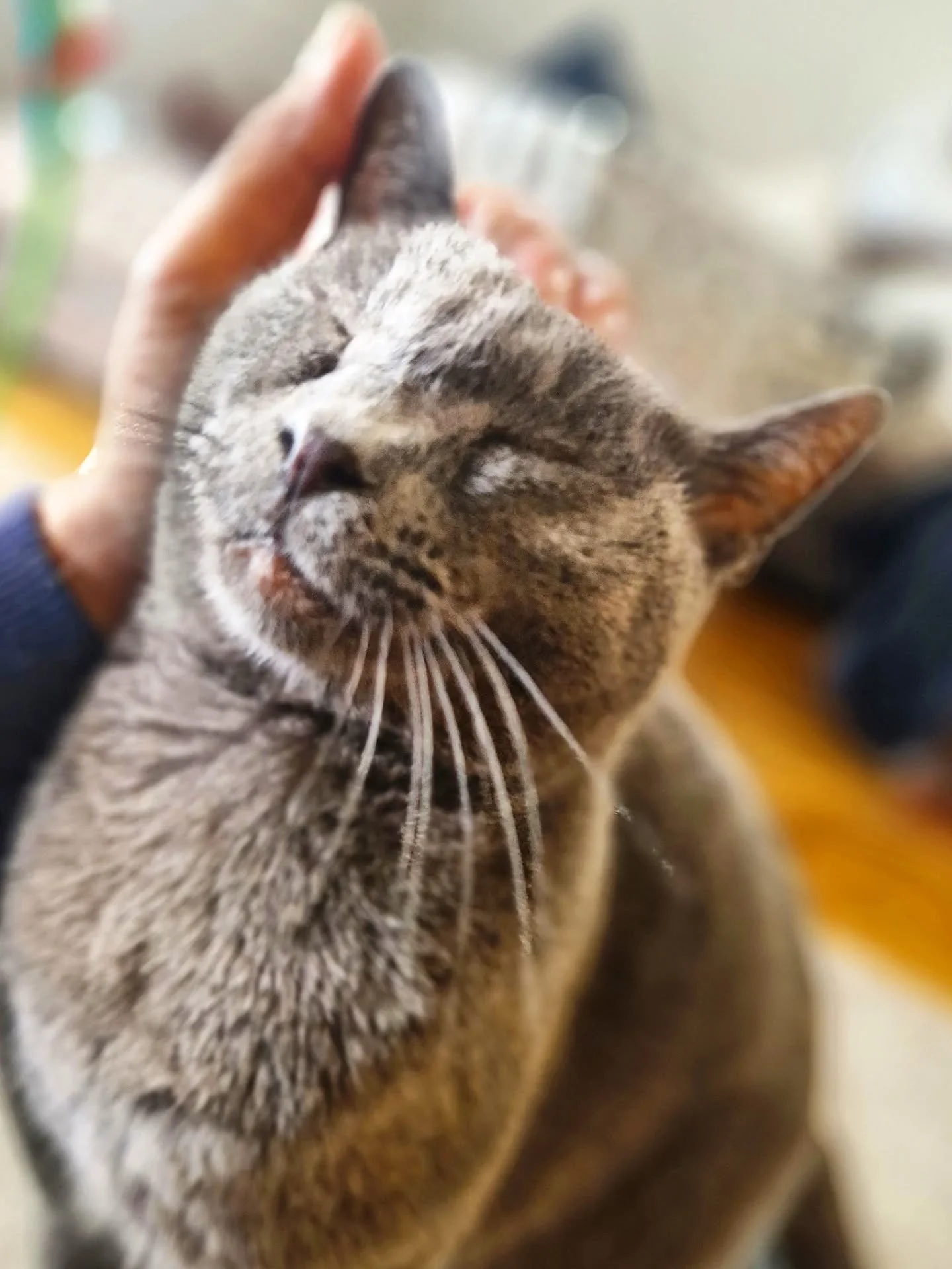I'm in love 🧡 Now, obviously we love all the cats we visit, but sometimes there is something just a little bit special that creeps quickly into our hearts and this time it was Luna (cos I'm a sucker for a backstory)

We've only just met and look at 
