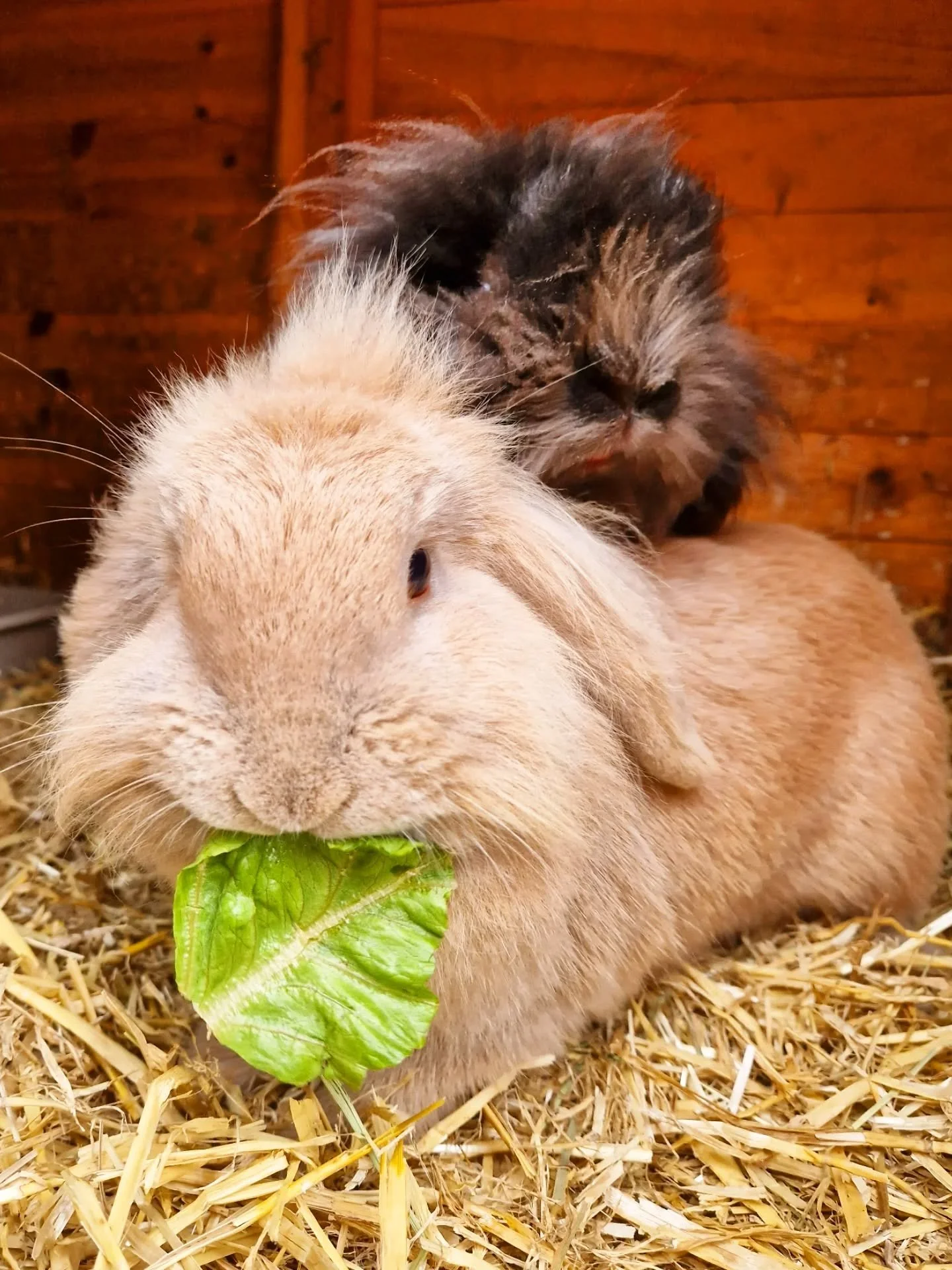 🐰 Think we only look after cats? Think again! 🐰

This week's #twofortuesday stars were caught red-handed doing exactly what rabbits do best...😘🧡

These gorgeous little ones were an absolute joy to care for. Alongside plenty of fresh food, treats 