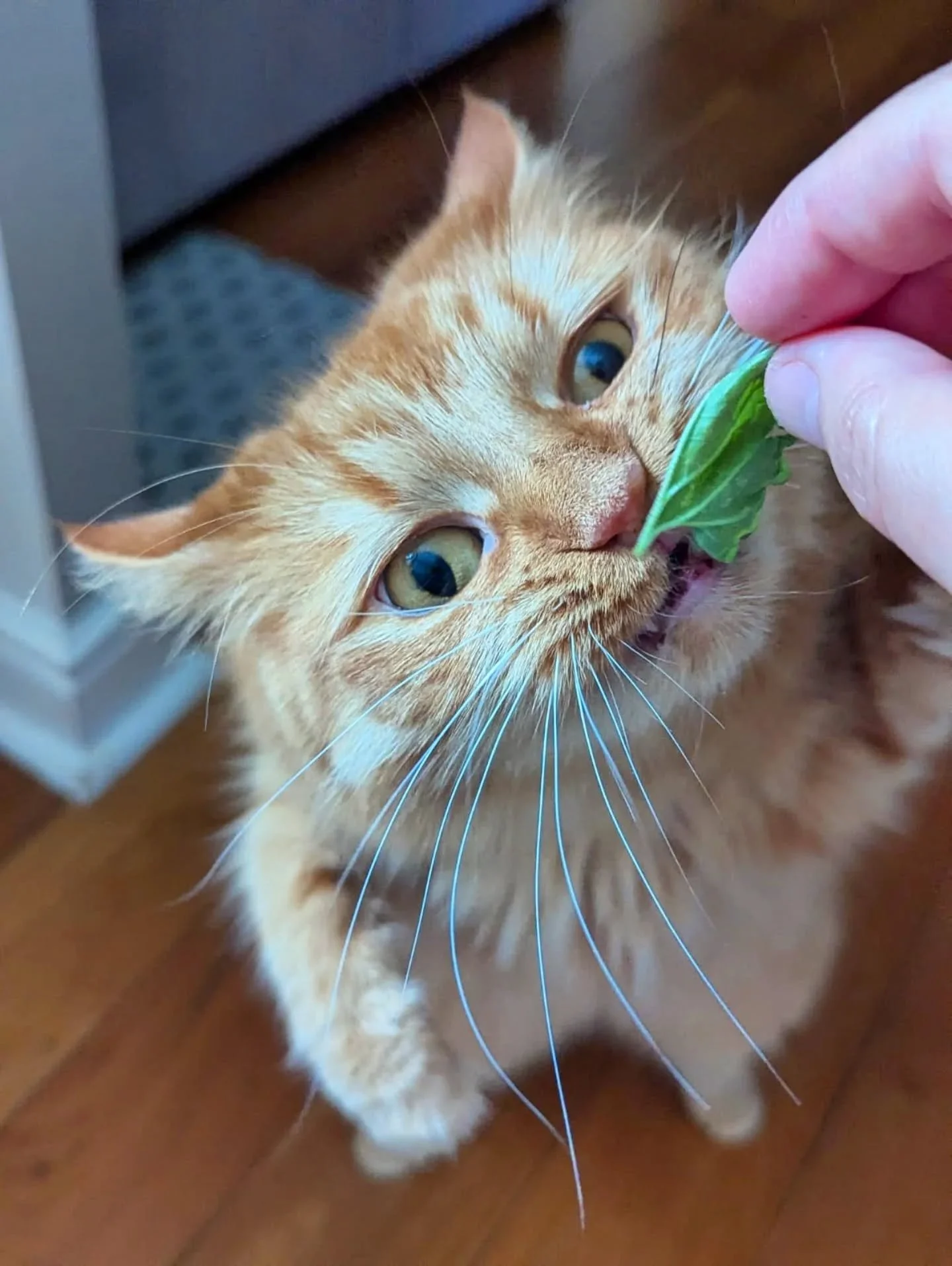 It's a Catnip #caturday with fresh Catnip brought to this gorgeous ginger pair by their sitter Christianna! I think that went down well. Look at those faces 🤪🤩😵&zwj;💫

~~~~~~~~
Award winning Love Cats Croydon is your local, loving, professional c