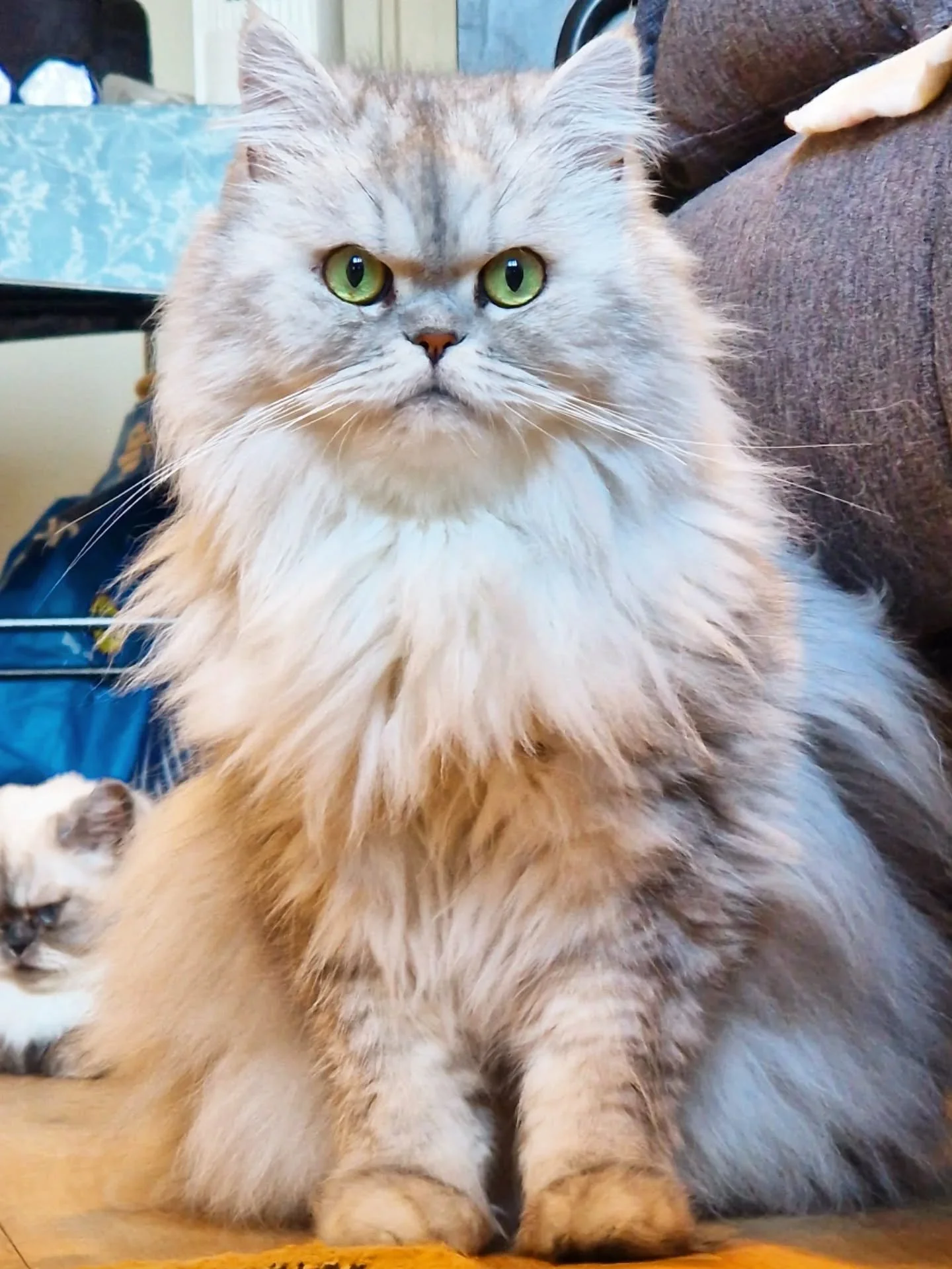 Today we need to play the numbers game again 🤯
Before 7am today I have already:

🐈&zwj;⬛ Rescheduled 9 on-the-day cancellations
🐈&zwj;⬛ Cancelled 2 unpaid late bookings due to start TODAY
🐈&zwj;⬛ Tried to accommodate 4 emergency bookings with les
