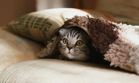 NEW CAT CARE PACKAGES FROM LOVE CATS CROYDON (Sept 2026)