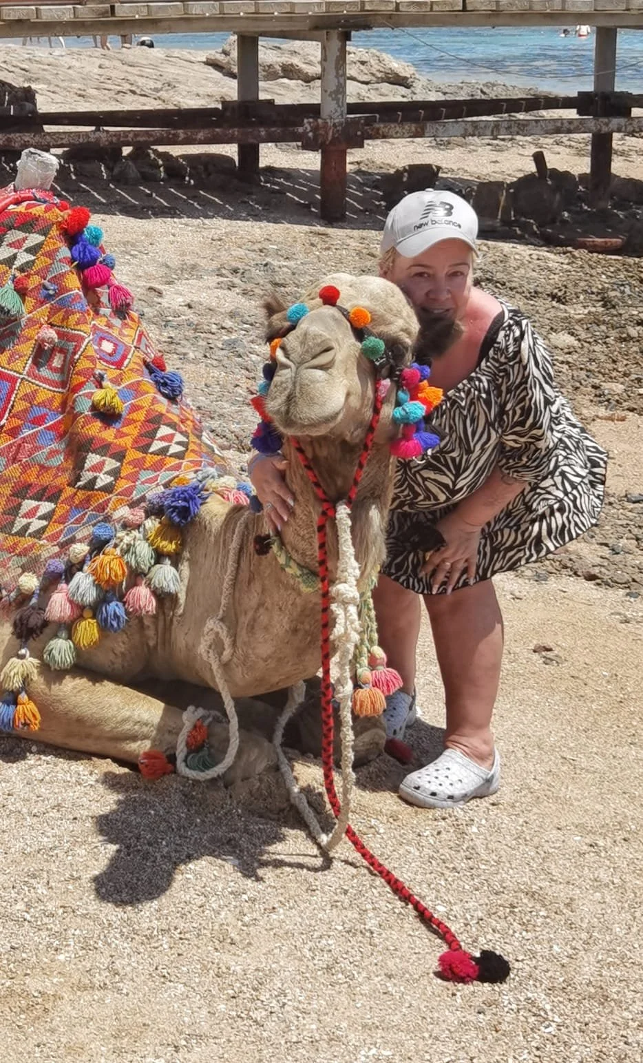 sharon - catsitter with love cats croydon