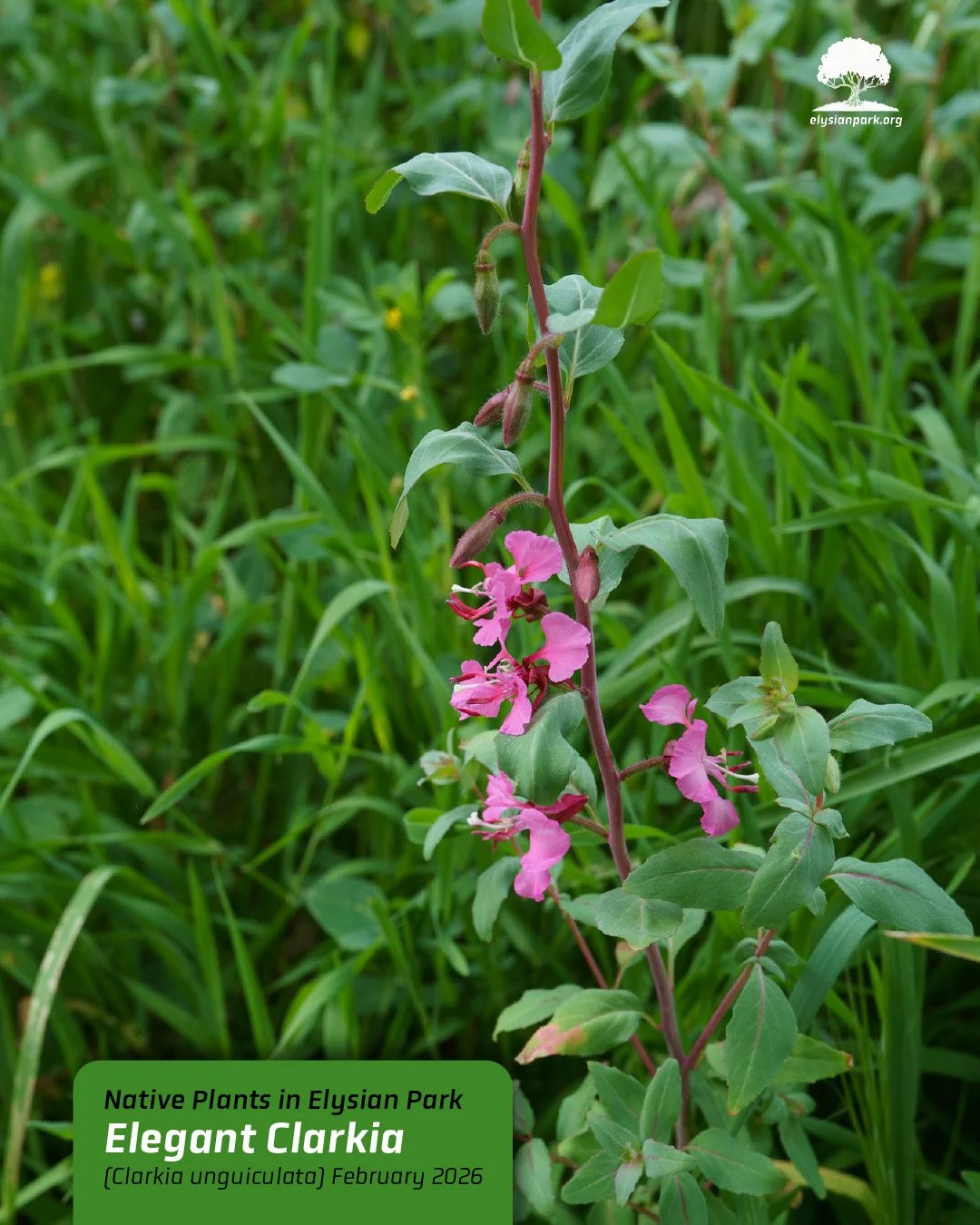&mdash;&mdash;> Come sketch some Elegant Clarkia on Saturday morning with @bringyourownpen at Marian Harlow Grove 9-11am! 

This California native wildflower annual is used for restoring native pollinator habitats and attracting native bees and bu