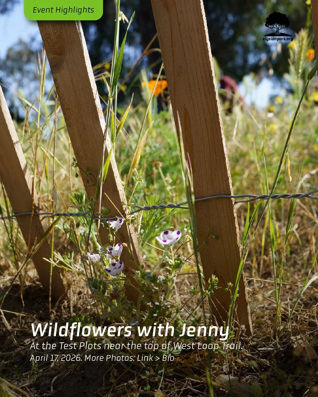 &mdash;&mdash;> Jenny brought the Terremoto drone to document the wildflower plots while they are at their peak of blooming. 

New and familiar volunteers were instructed to only pluck the seed heads from the invasive grasses and leave the stems t