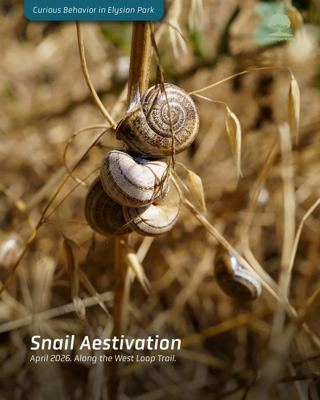 &mdash;&mdash;> Have you seen this in the park? 

When moisture is unavailable Milk Snails and Garden Snails climb up high and put themselves into a semi-hibernation called "aestivation." During this summer sleep, they seal themselves in