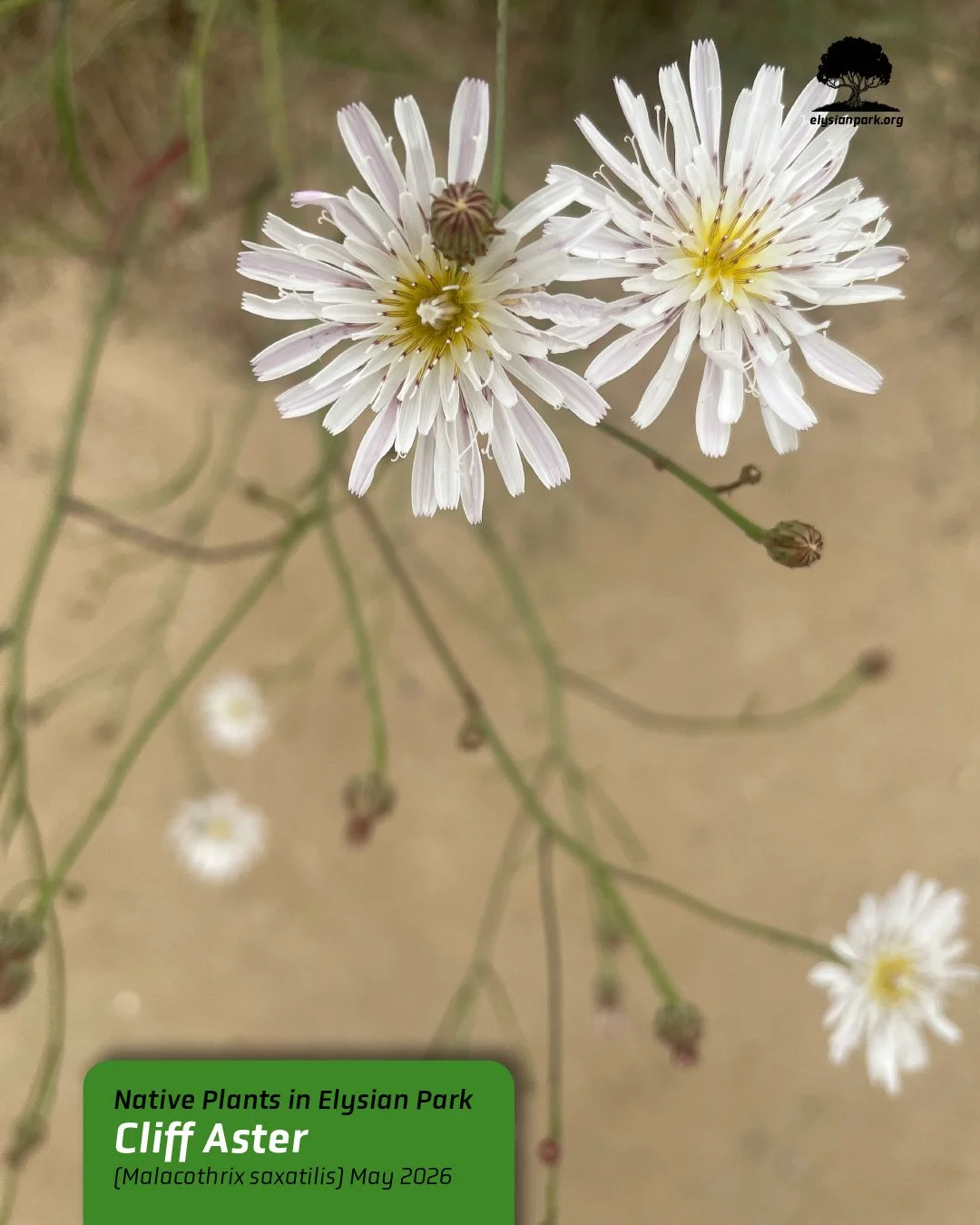 &mdash;&mdash;> The subcontracted weed abatement crews are halfway finished with Elysian Park. Luckily the backside of the West Loop trail has not been completed yet, so you can still catch a last glimpse of the Cliff Aster (Malacothrix saxatilis)