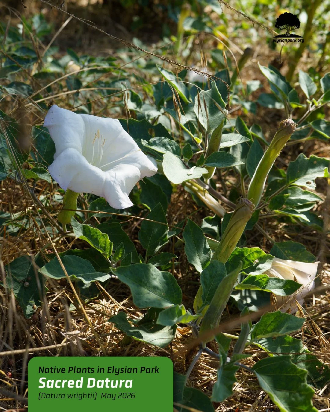 &mdash;&mdash;> Currently in bloom: Sacred Datura. This plant, native to Southern California and Northern Mexico, is a highly toxic member of the nightshade family. Its fragrant flowers are pollinated at night by hawkmoths, which hover like hummin