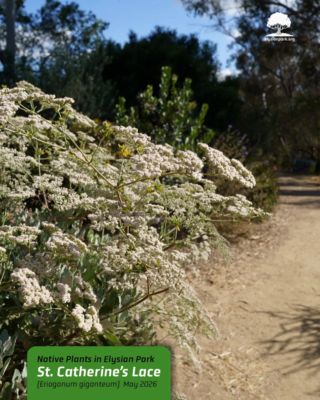 &mdash;&mdash;> The CA native known as Saint Catherine's Lace (Eriogonum giganteum) is in bloom at Marian Harlow Grove. These umbrella-like flowers turn from white to rust-colored, remaining on the plant for an explosion of color in the summer. It