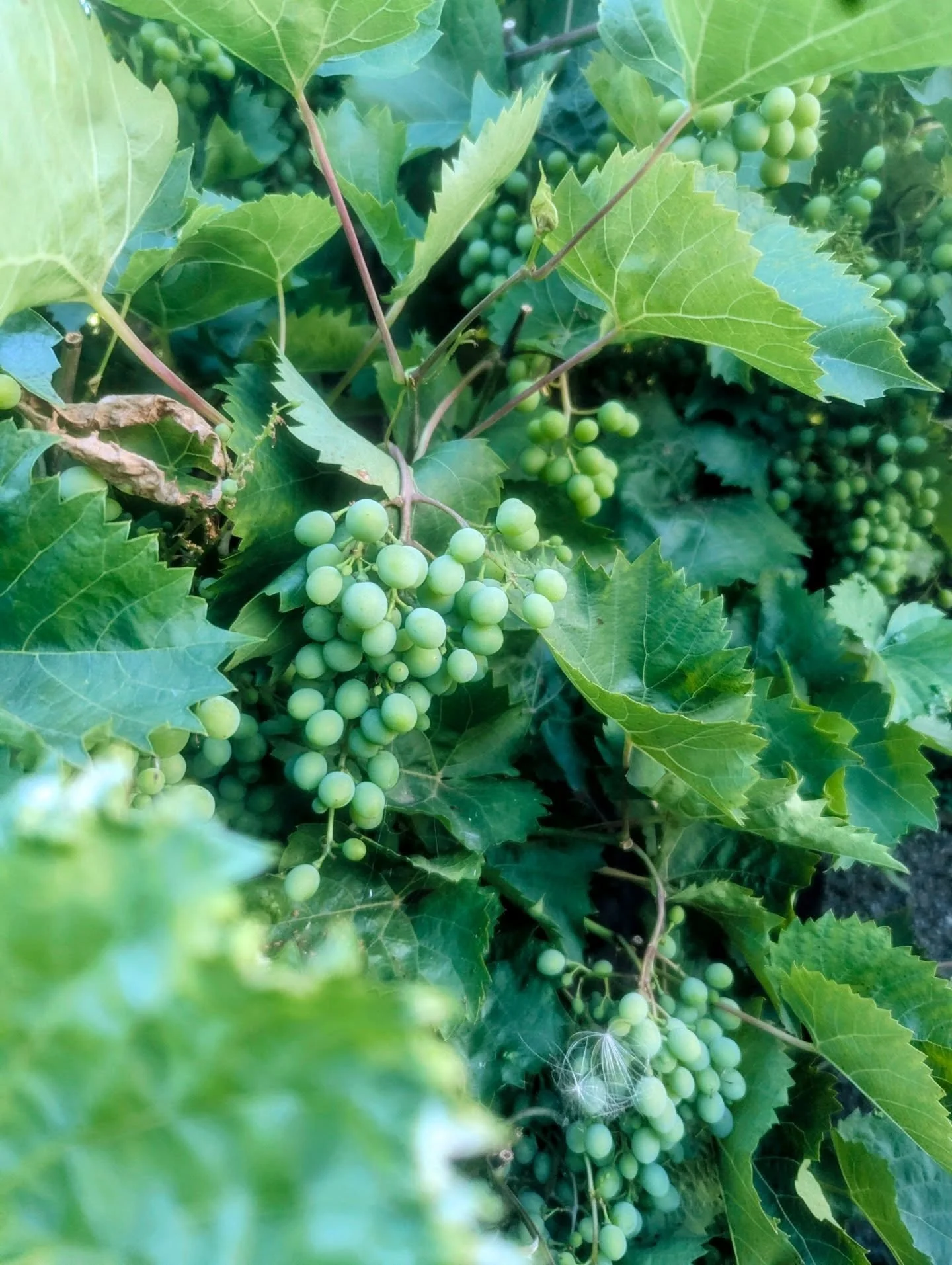 Looks like it's going to be a fab year for the grapes 🍇 The vines are bigger than ever so that means I'll be able to make lots of 'Grape &amp; Port' jelly for you this year 🙏🏻

A beautiful versatile preserve that pairs with cold meats, cheese or p