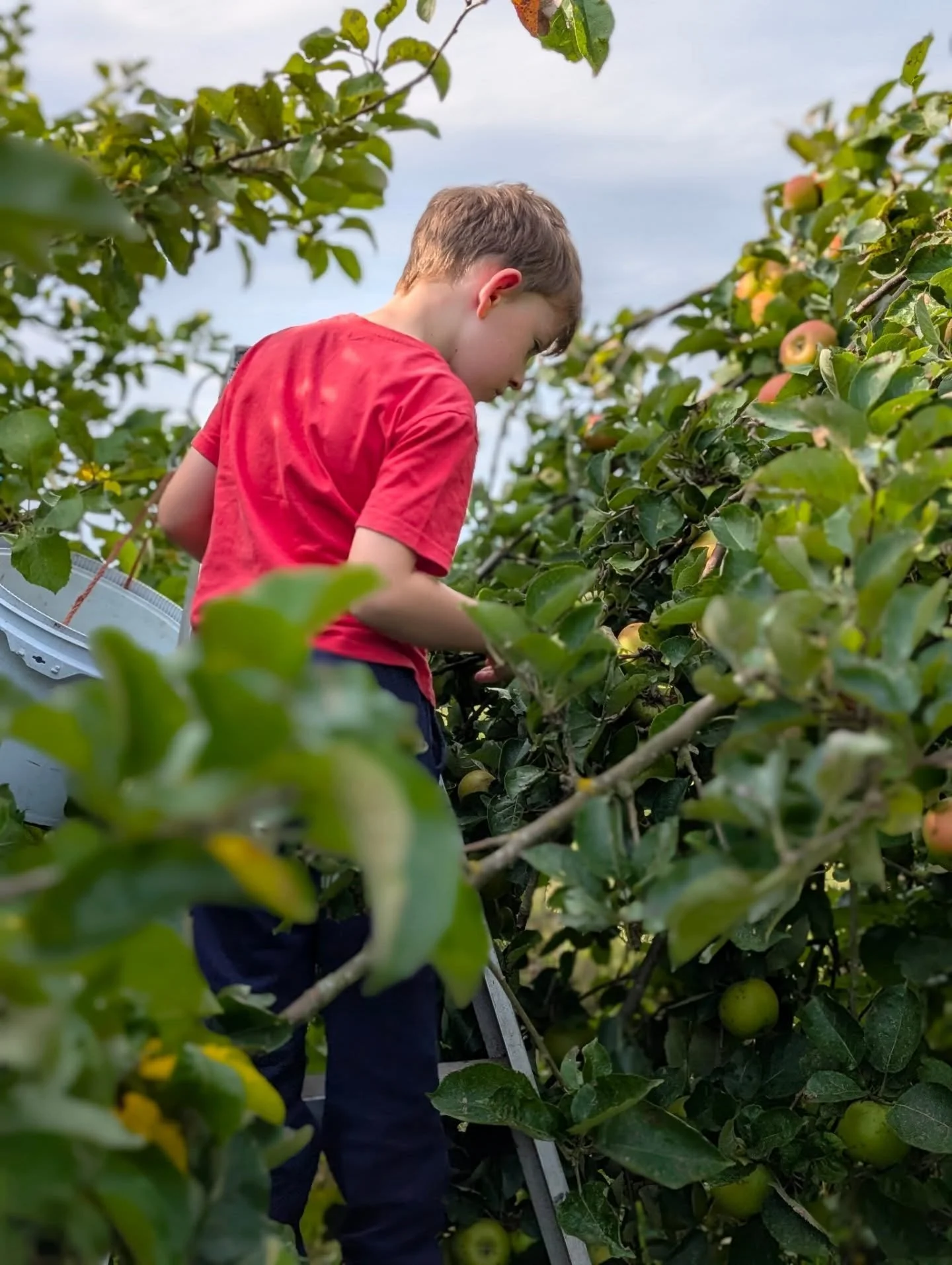 It's a really busy time of year, there's soo much fruit to harvest, prep and preserve! 

I'm grateful but sometimes it's a little overwhelming too. I've been putting in a lot of late nights recently to keep up. So today, taking a slow afternoon with 