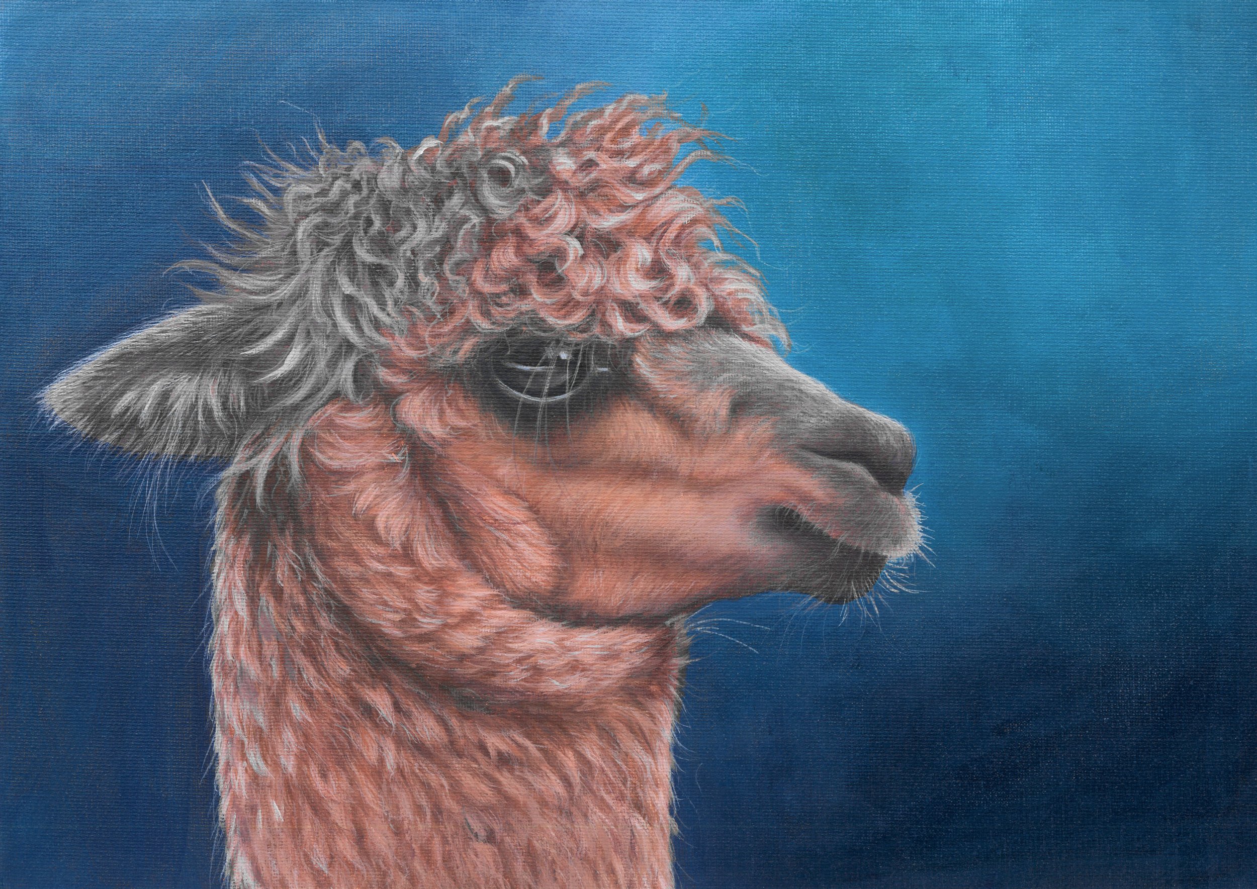 Alan the Alpaca. Original Painting for sale 37 x 27 cm including frame @ £195.00 plus p&p. Prints & cards available to order