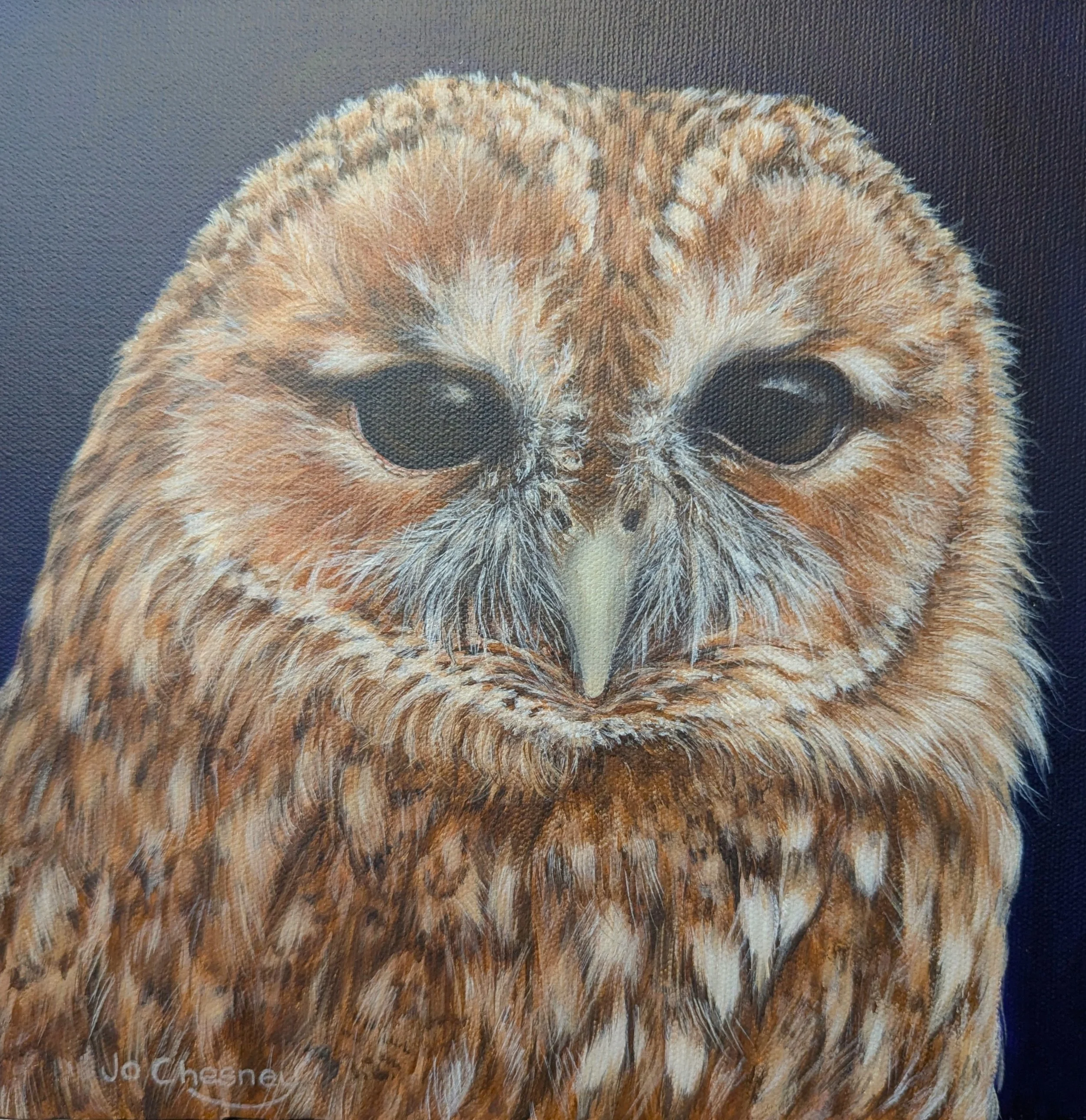 Tawny GAZE -  Original Painting for sale 29.5 x 29.5 cm including frame @ £200 plus p&p. Prints & cards available to order